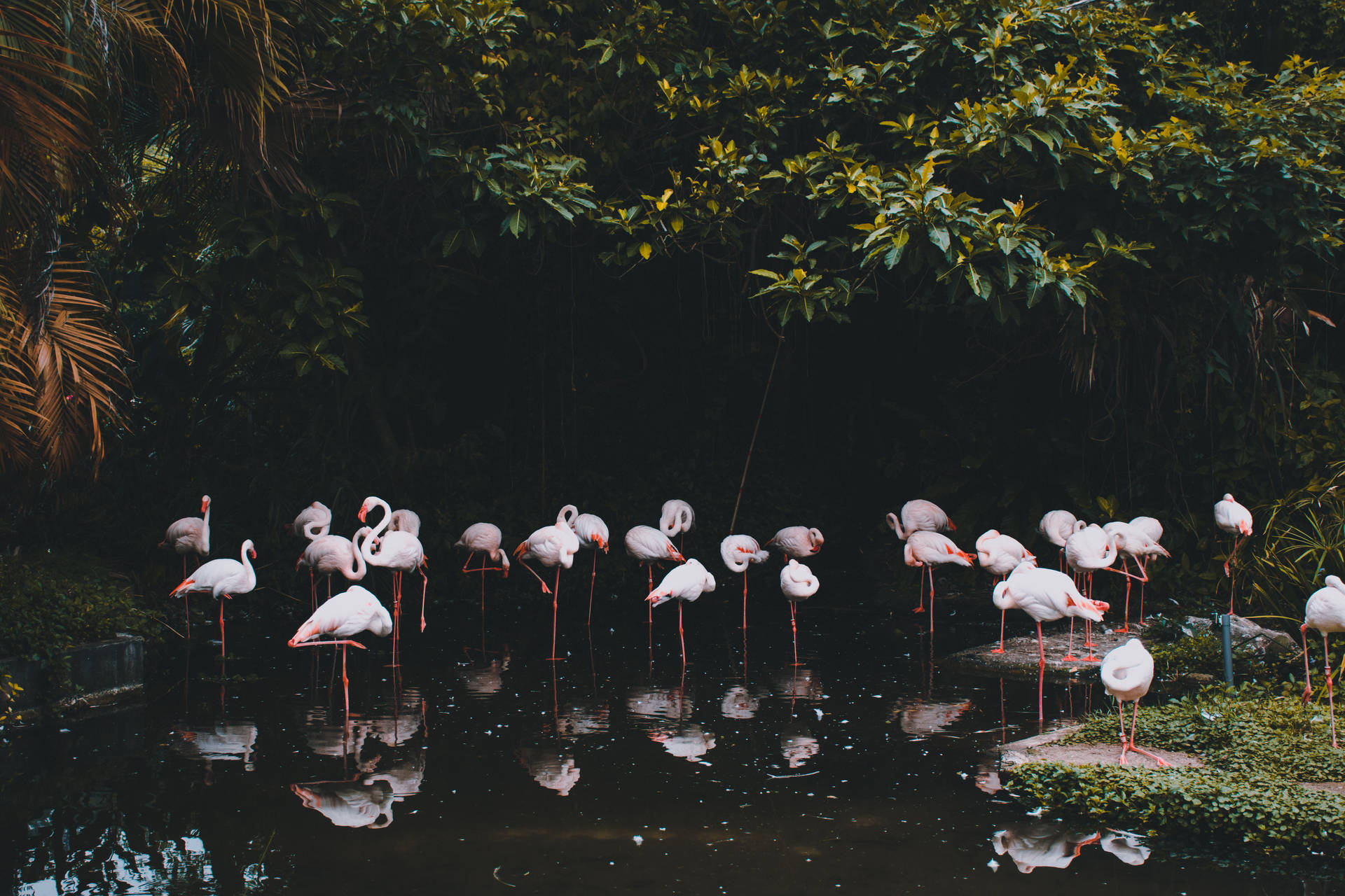 5743X3829 Flamingo Wallpaper and Background