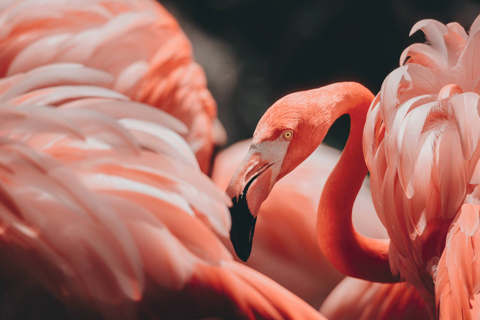 5760X3840 Flamingo Wallpaper and Background