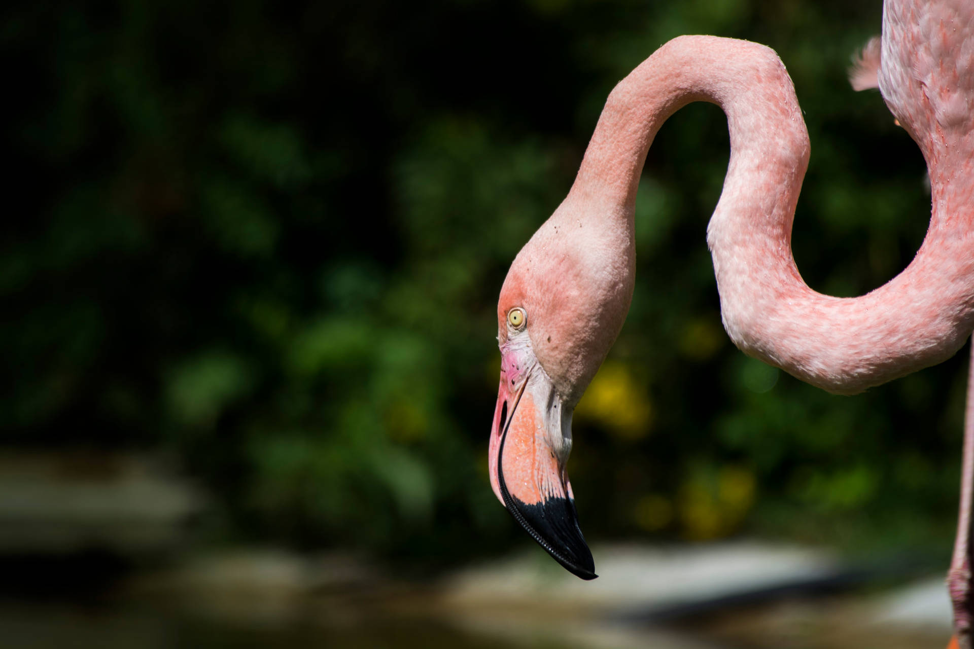 5892X3928 Flamingo Wallpaper and Background