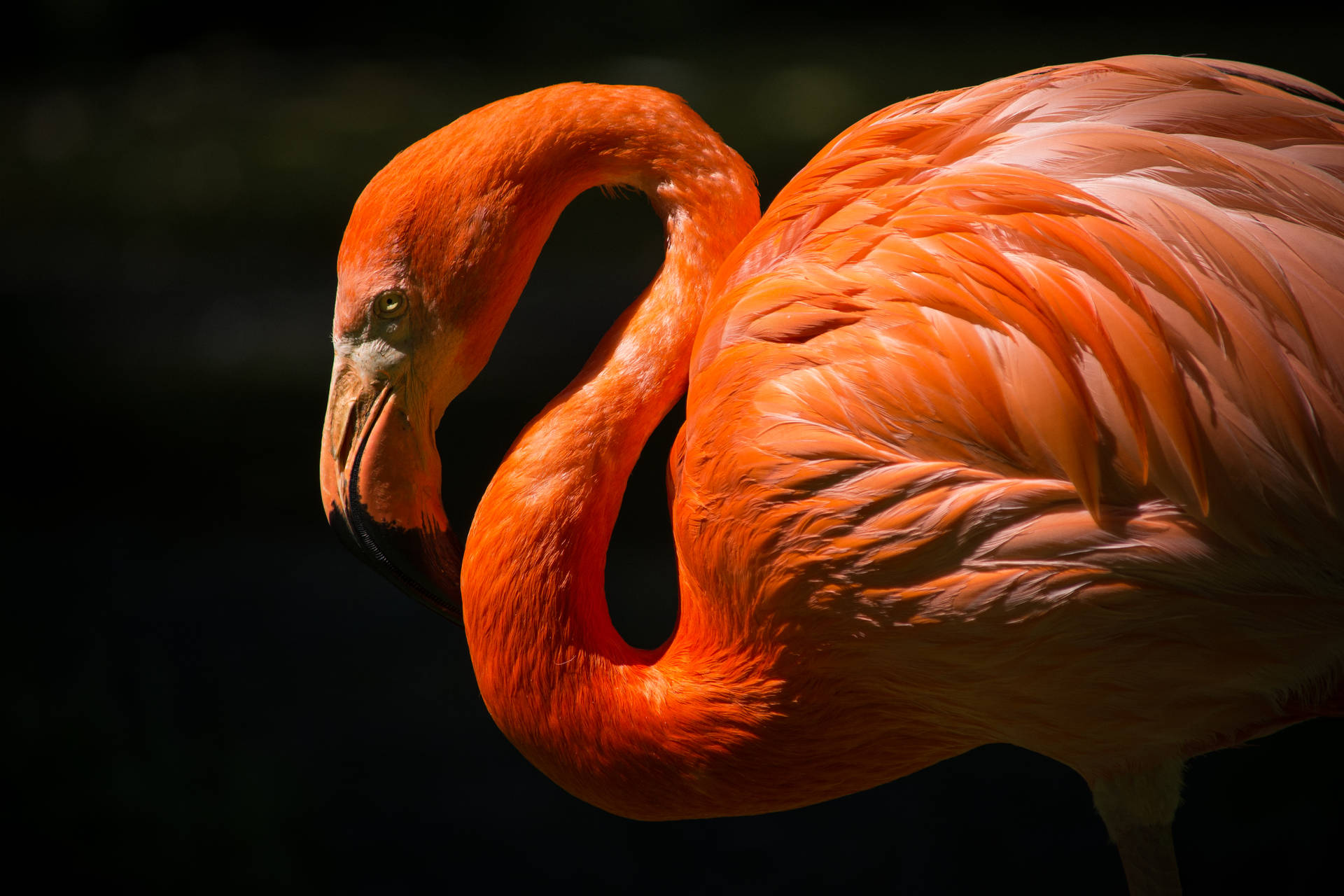 6000X4000 Flamingo Wallpaper and Background