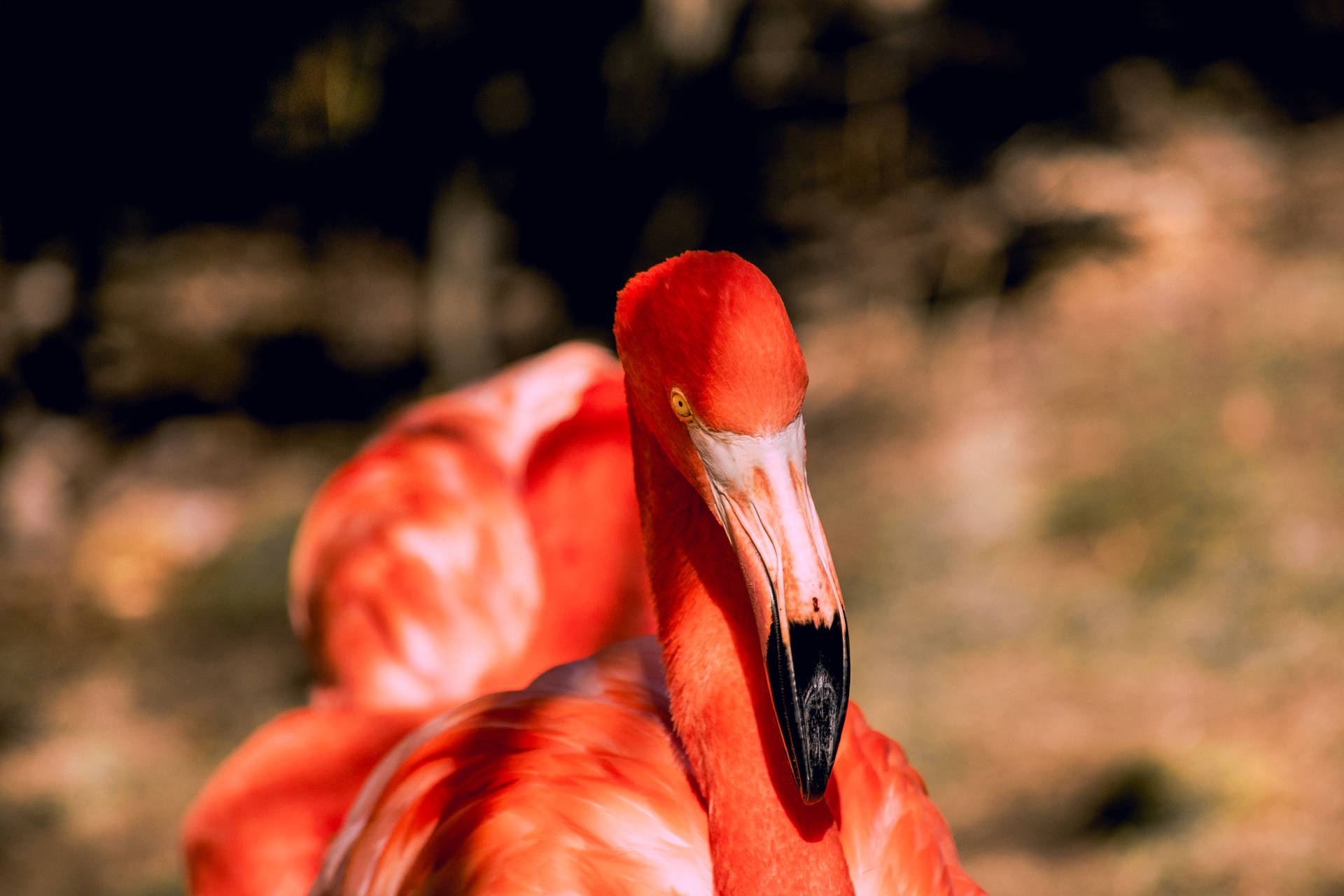 6000X4000 Flamingo Wallpaper and Background