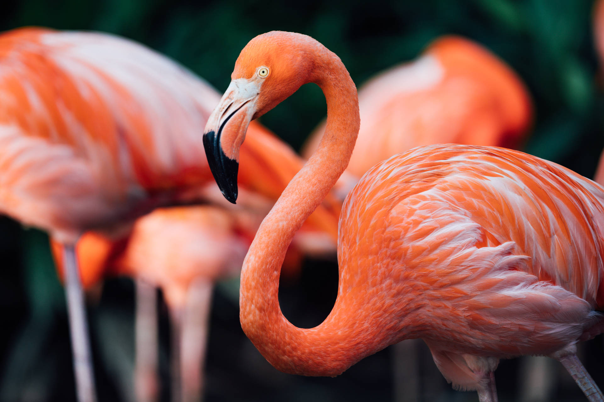 6048X4024 Flamingo Wallpaper and Background