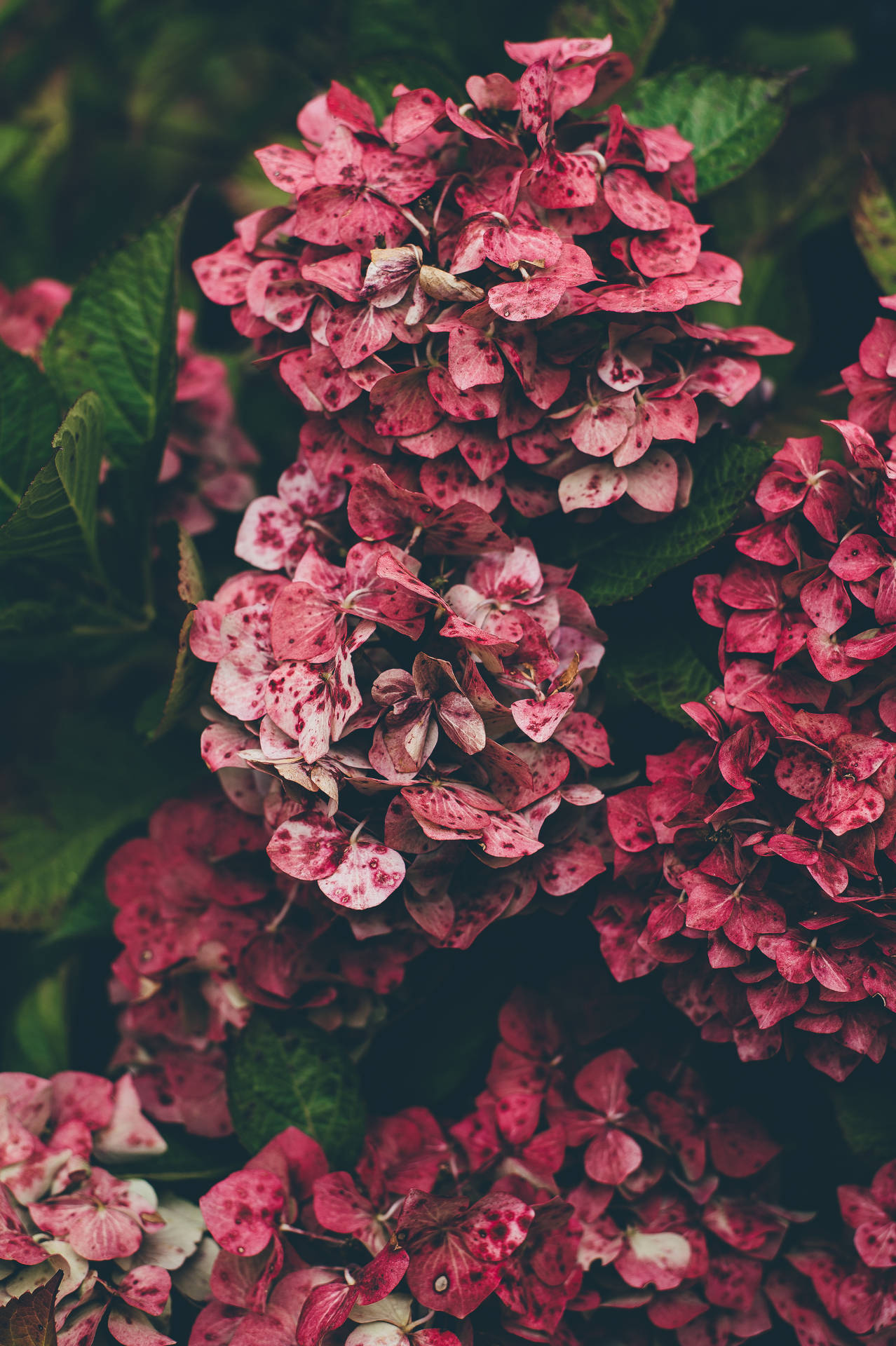 3000X4507 Floral Wallpaper and Background