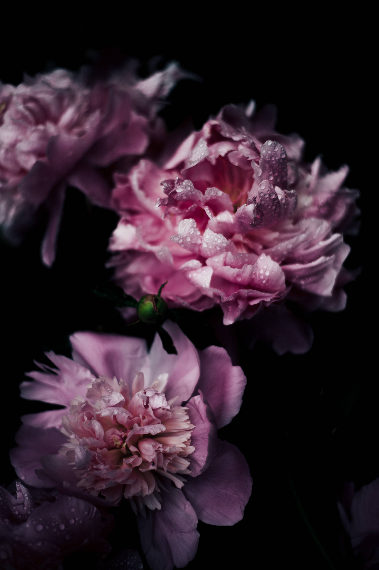 3000X4507 Floral Wallpaper and Background