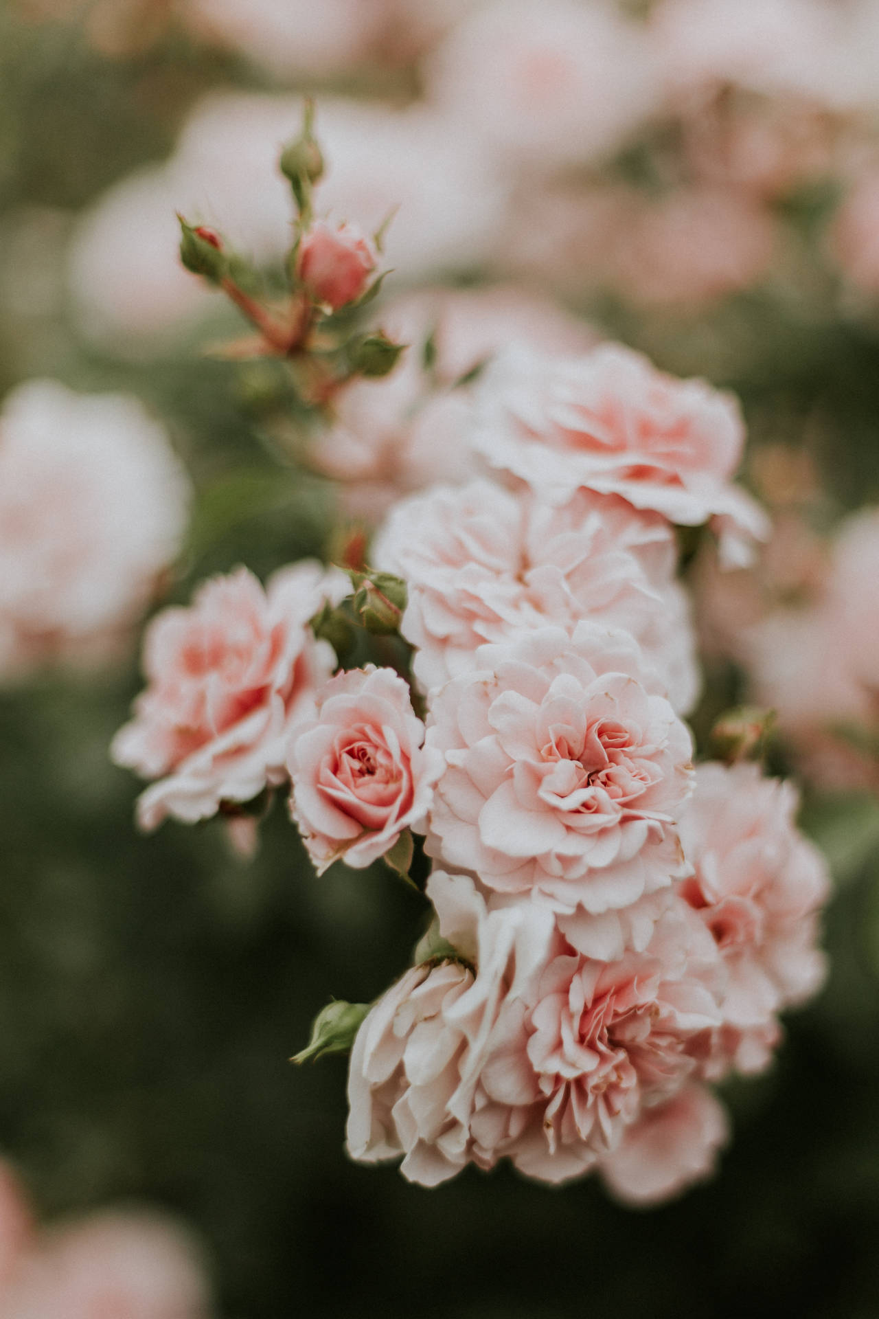 3015X4523 Floral Wallpaper and Background