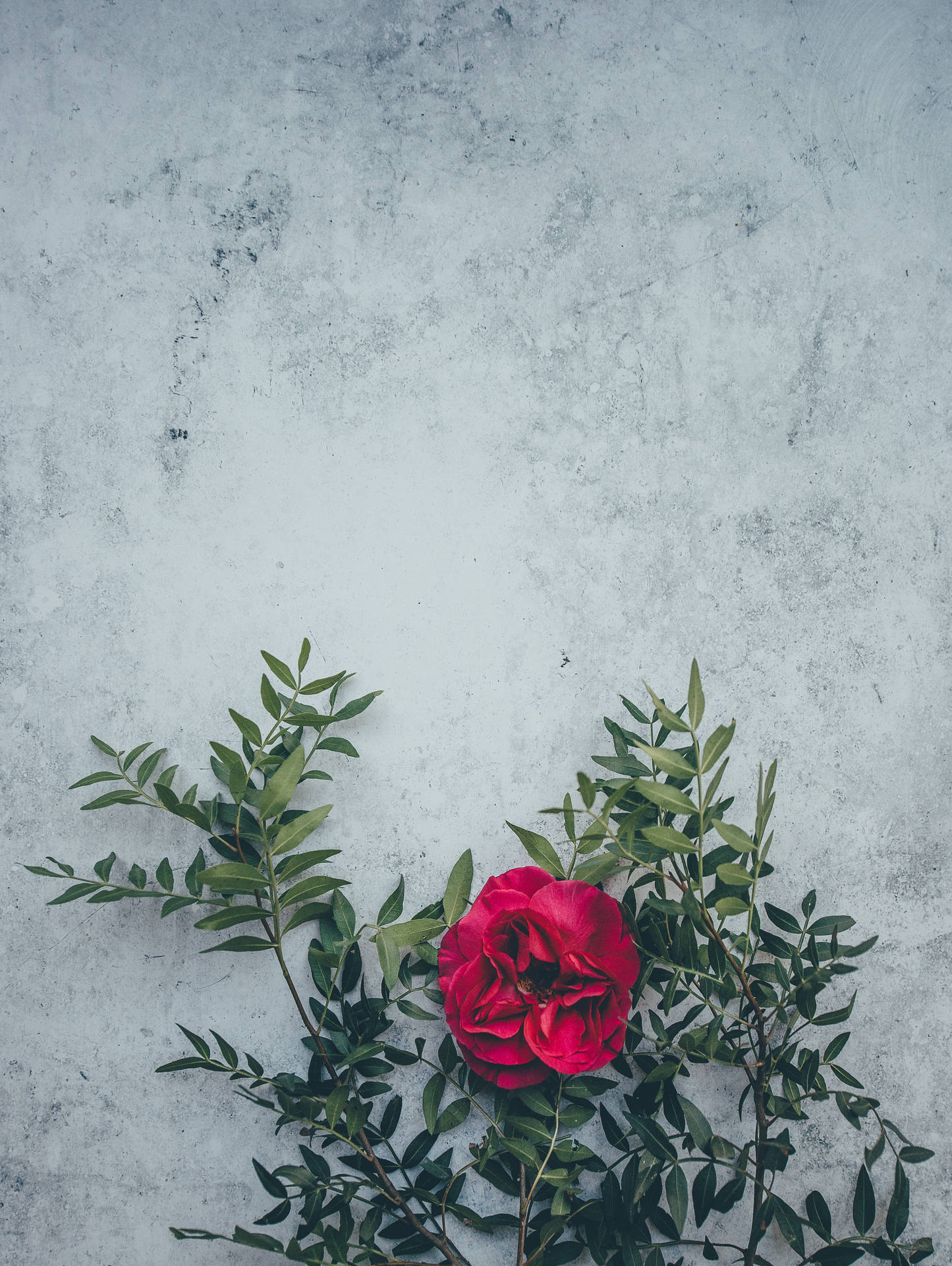 3042X4043 Floral Wallpaper and Background
