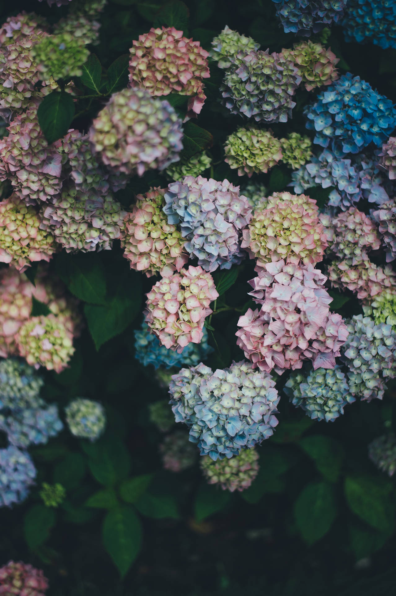 4000X6010 Floral Wallpaper and Background