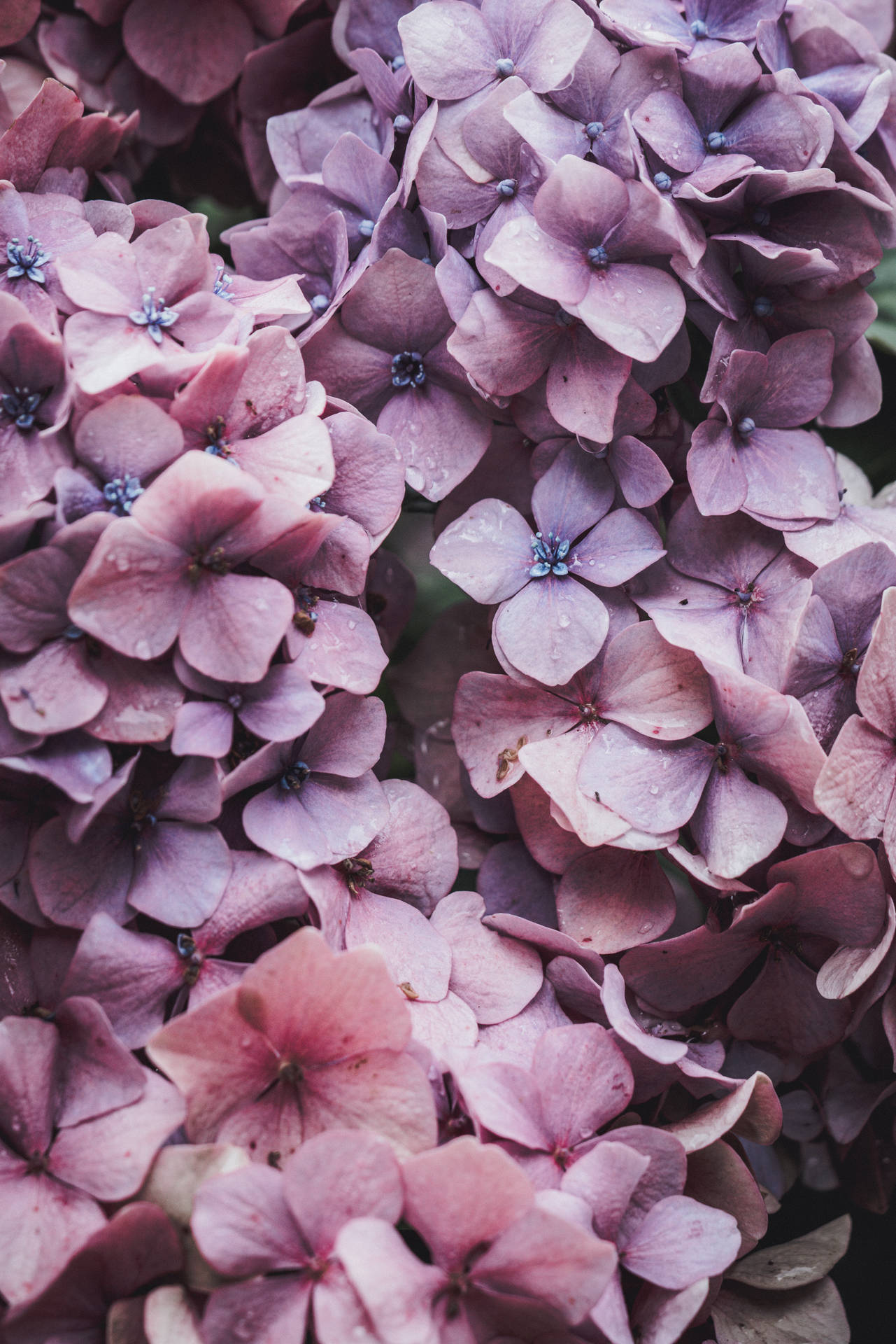 5304X7952 Floral Wallpaper and Background