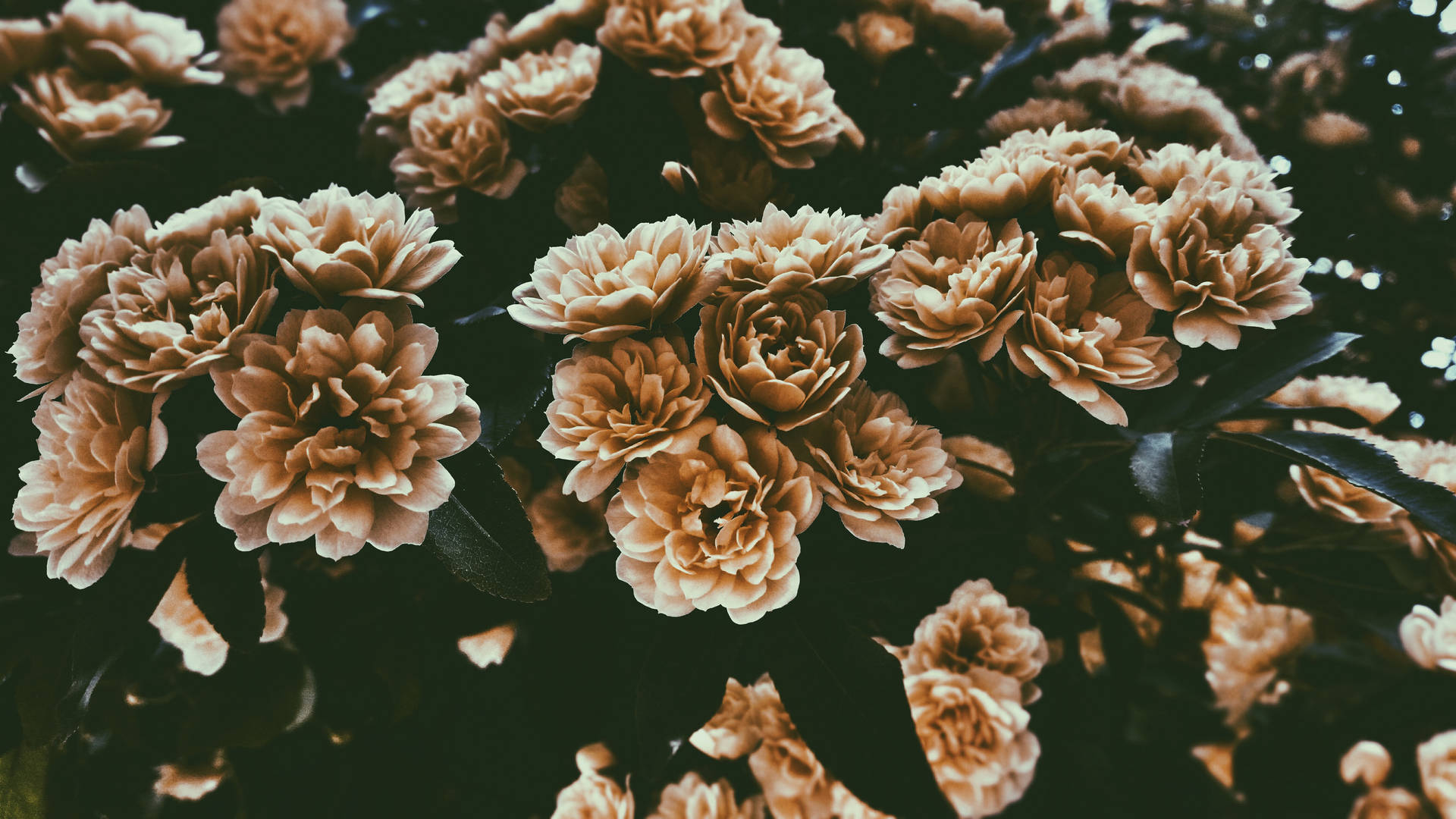 5312X2988 Floral Wallpaper and Background