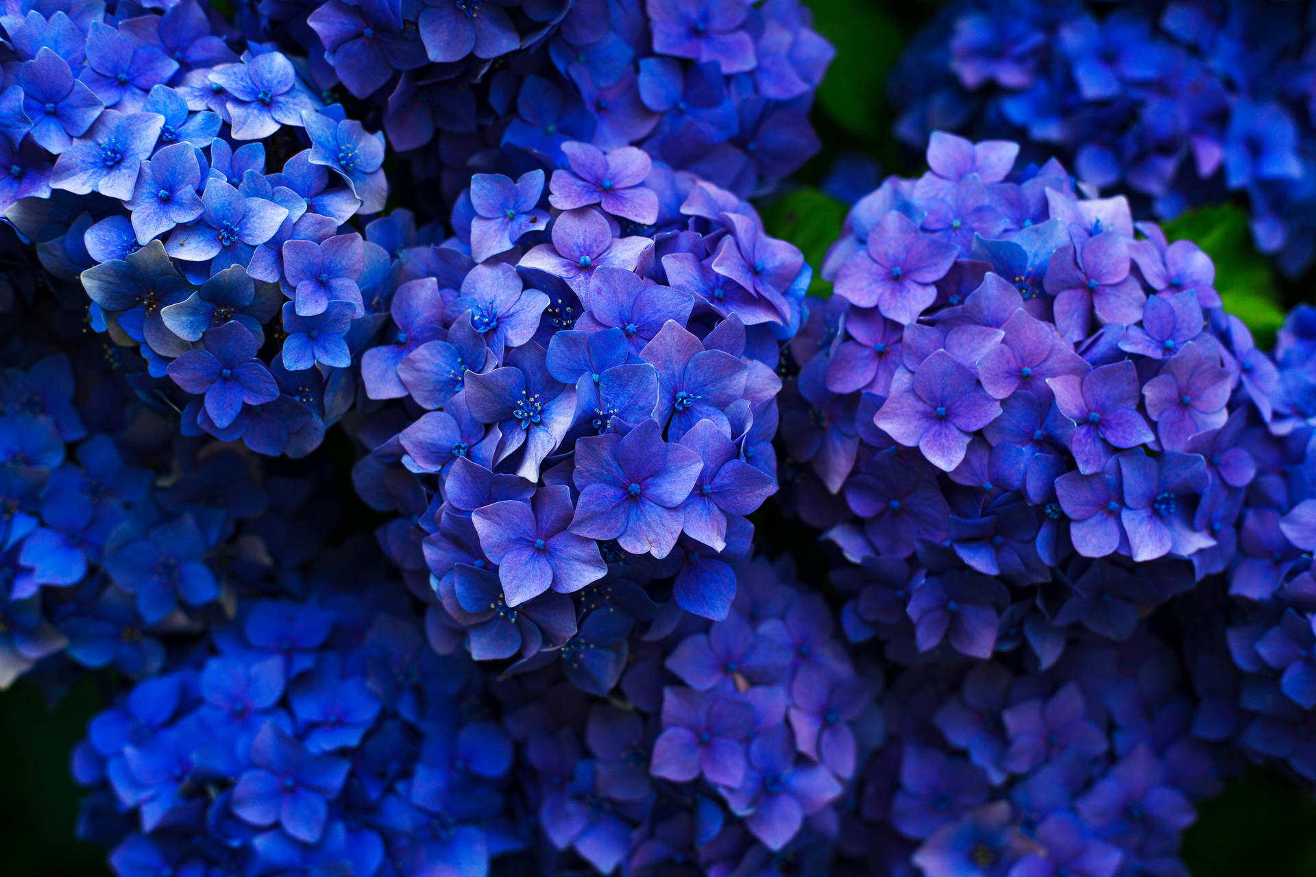 5616X3744 Floral Wallpaper and Background