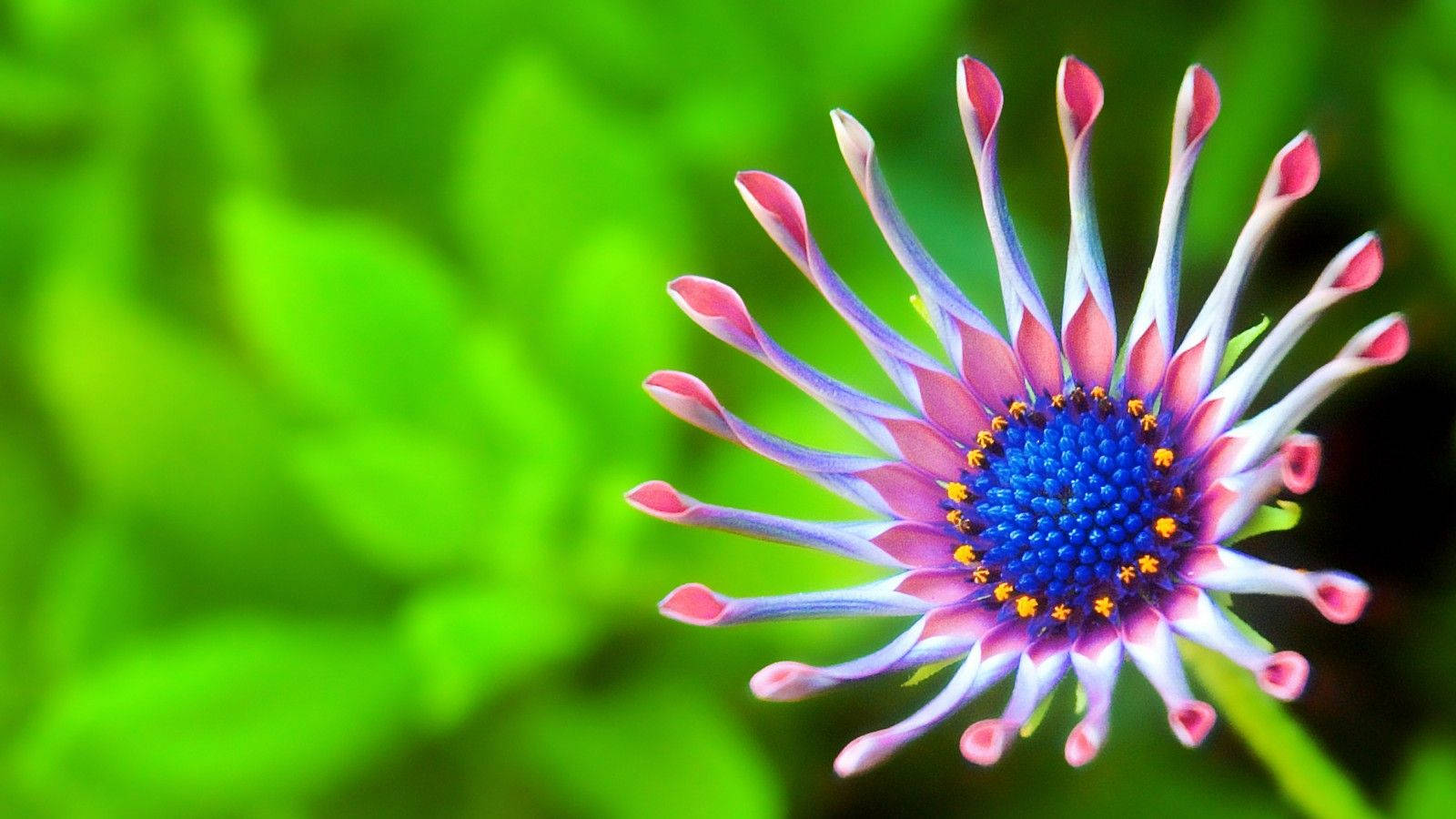 1600X900 Flower Wallpaper and Background
