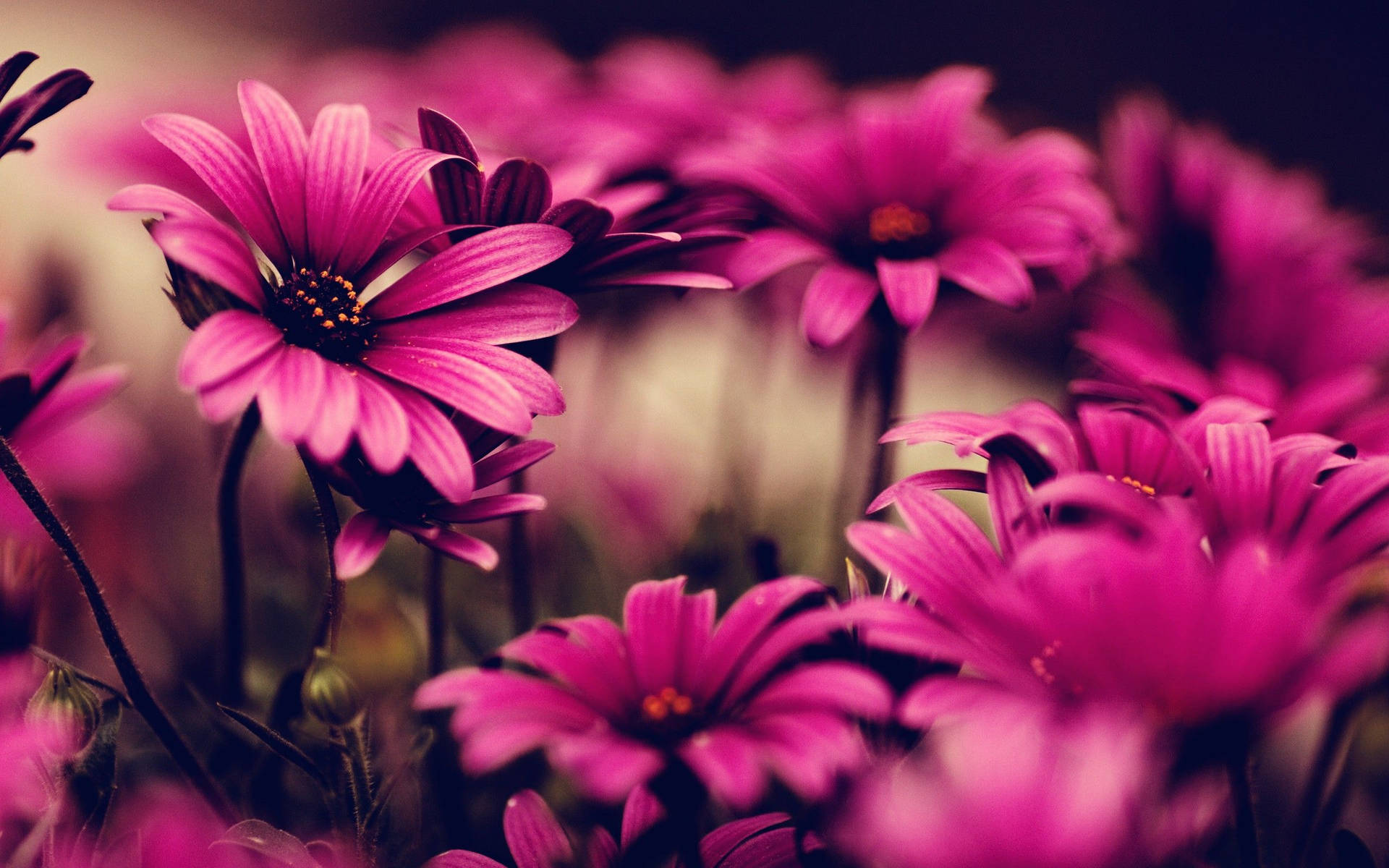 2560X1600 Flower Wallpaper and Background