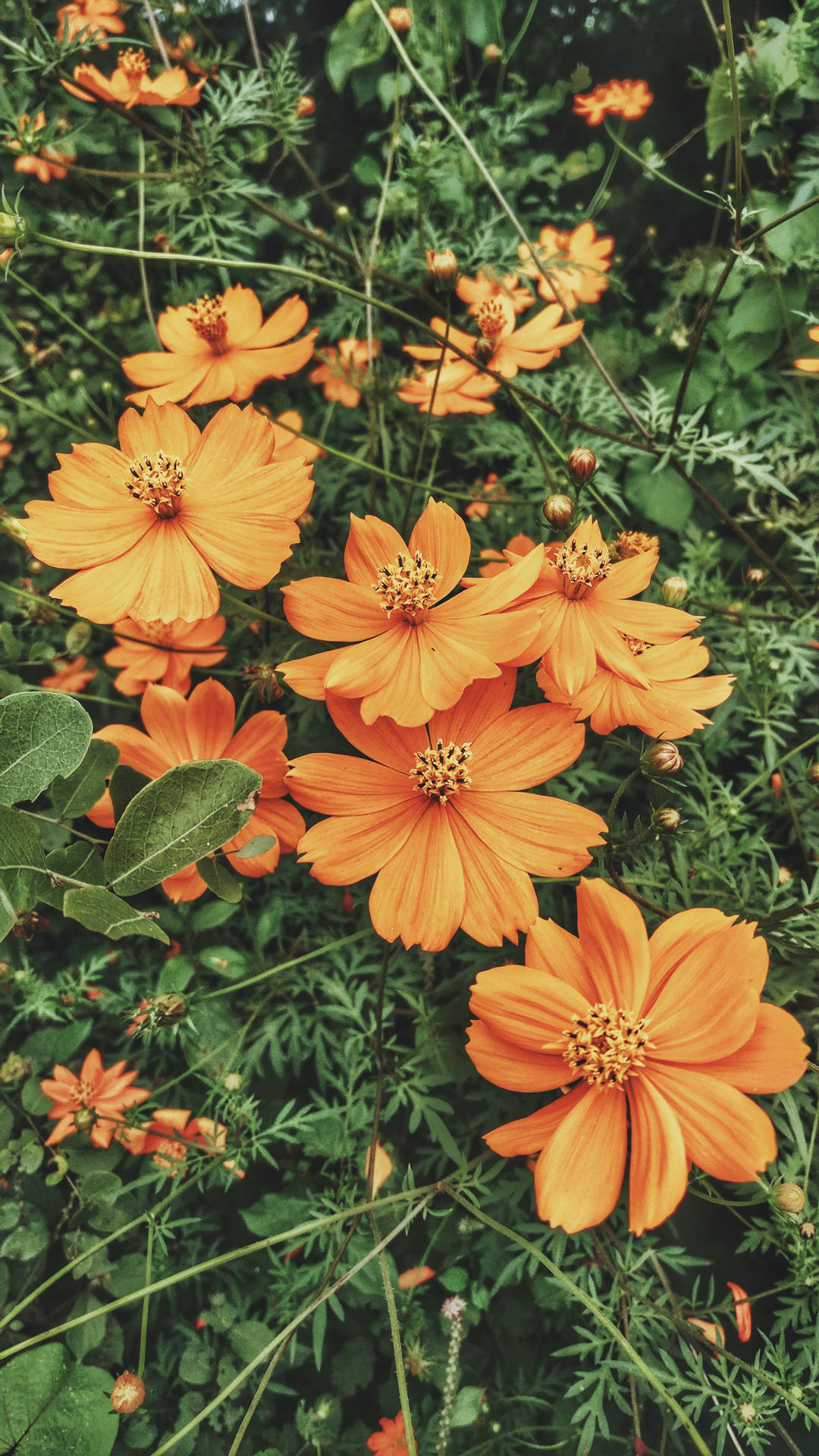 2610X4640 Flower Wallpaper and Background