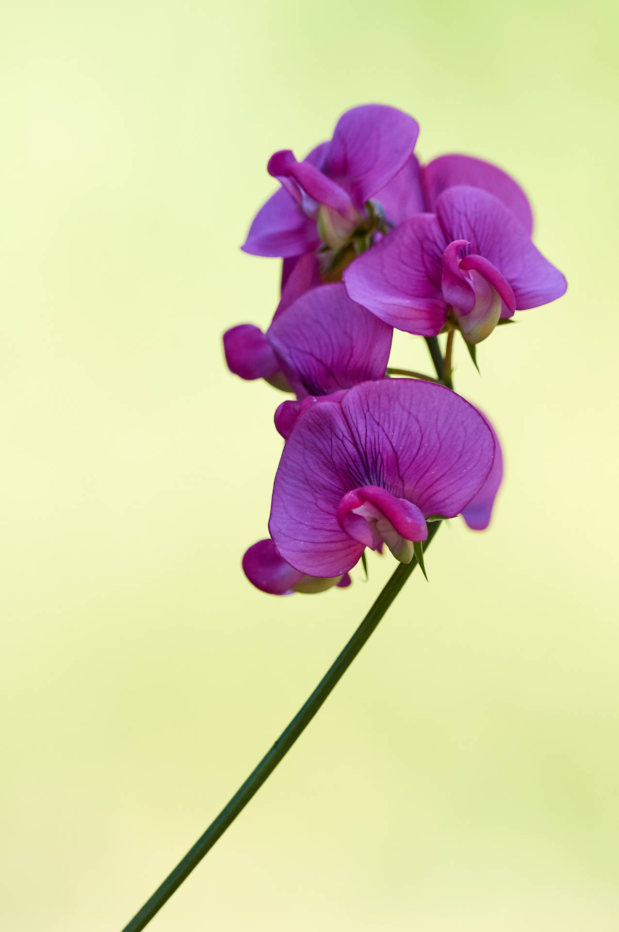 3221X4847 Flower Wallpaper and Background
