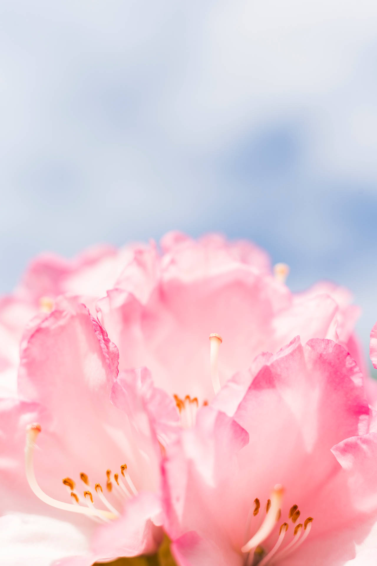 3648X5472 Flower Wallpaper and Background
