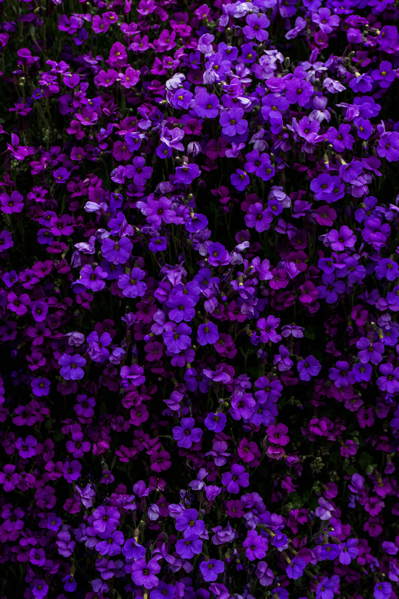 4000X6000 Flower Wallpaper and Background