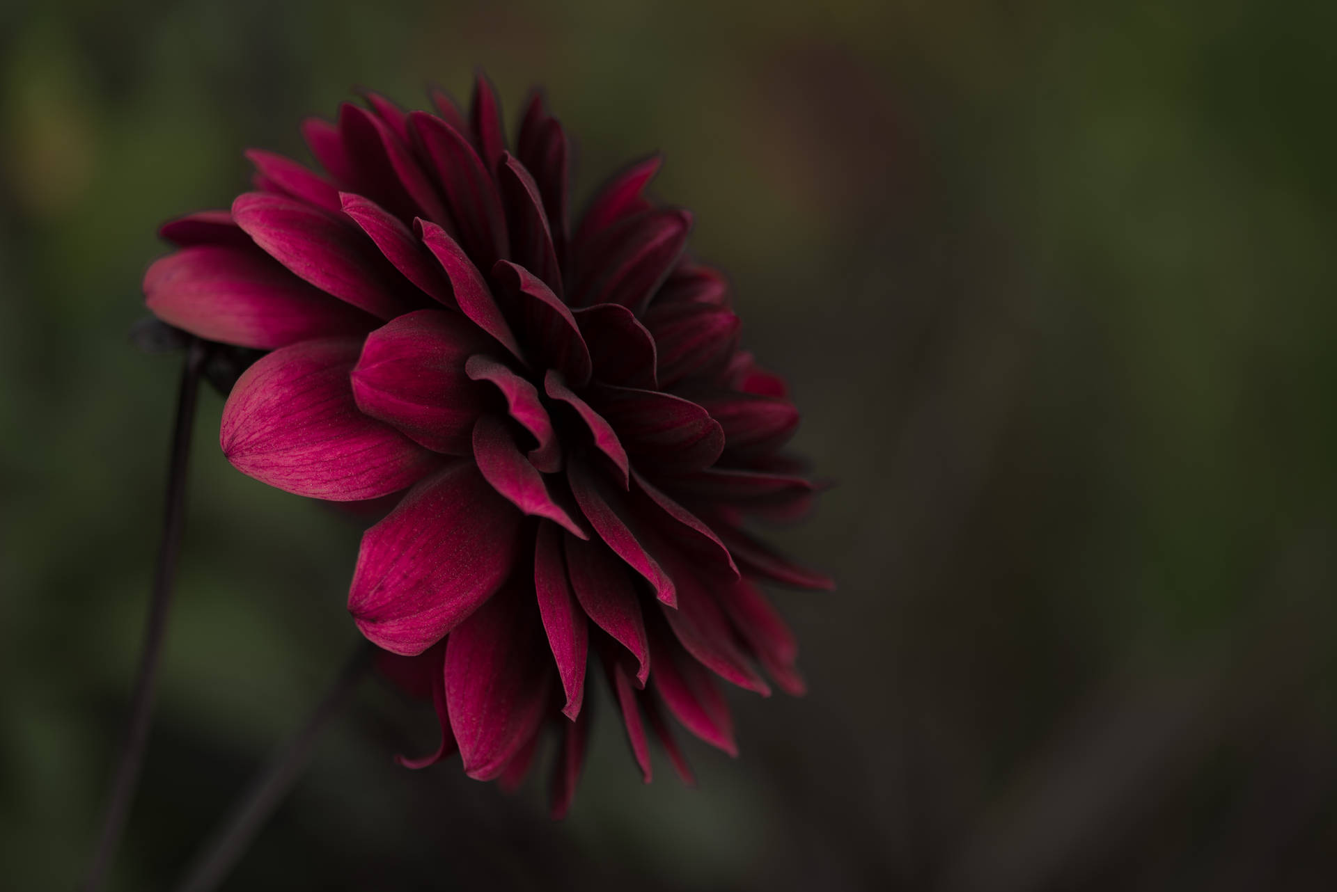5707X3810 Flower Wallpaper and Background