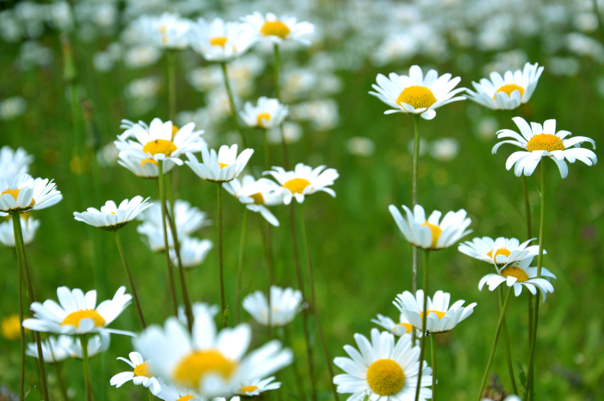 6016X4000 Flower Wallpaper and Background