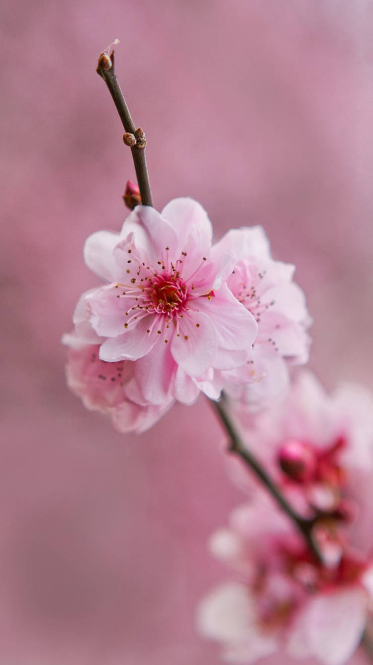 750X1334 Flower Wallpaper and Background