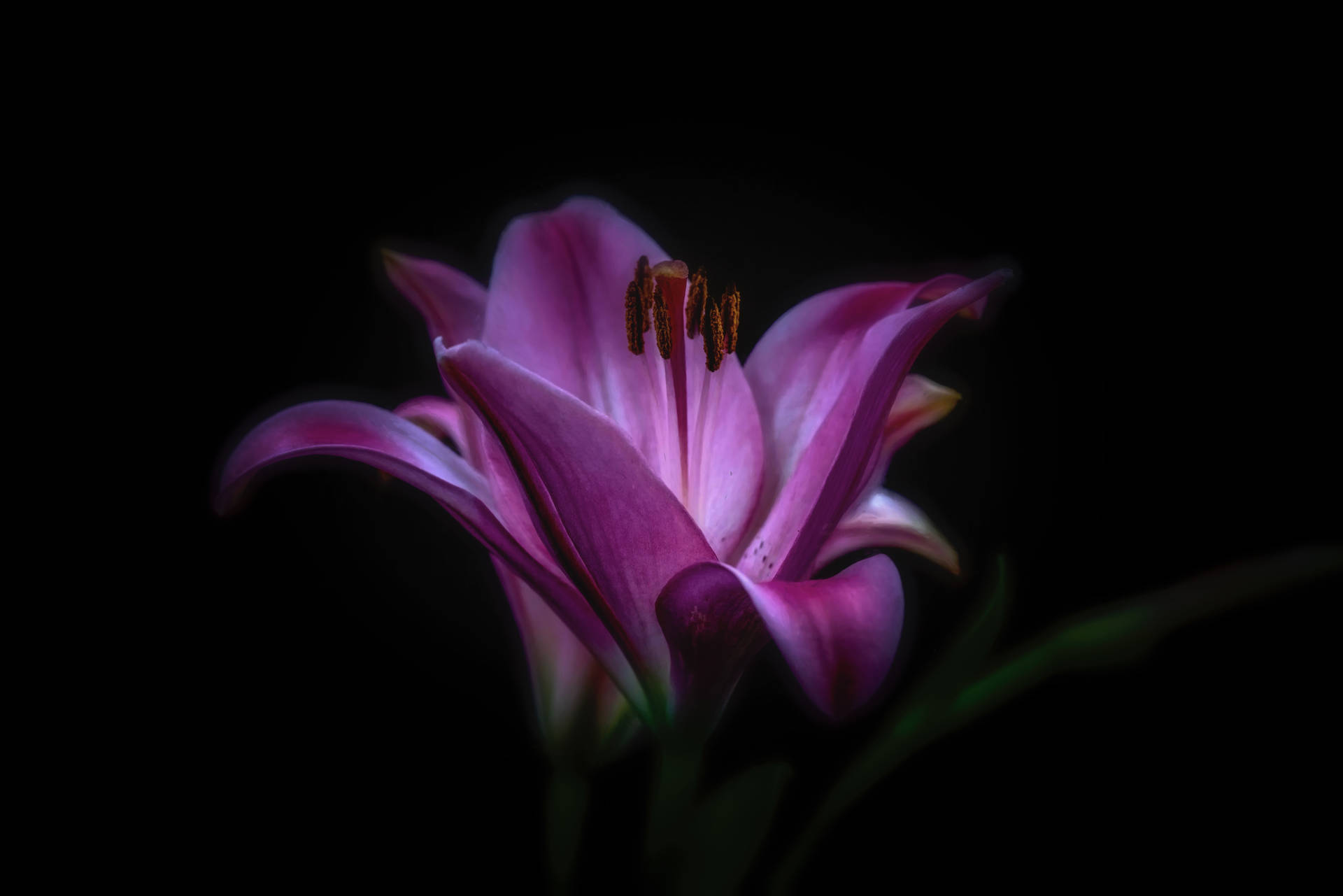 7952X5304 Flower Wallpaper and Background