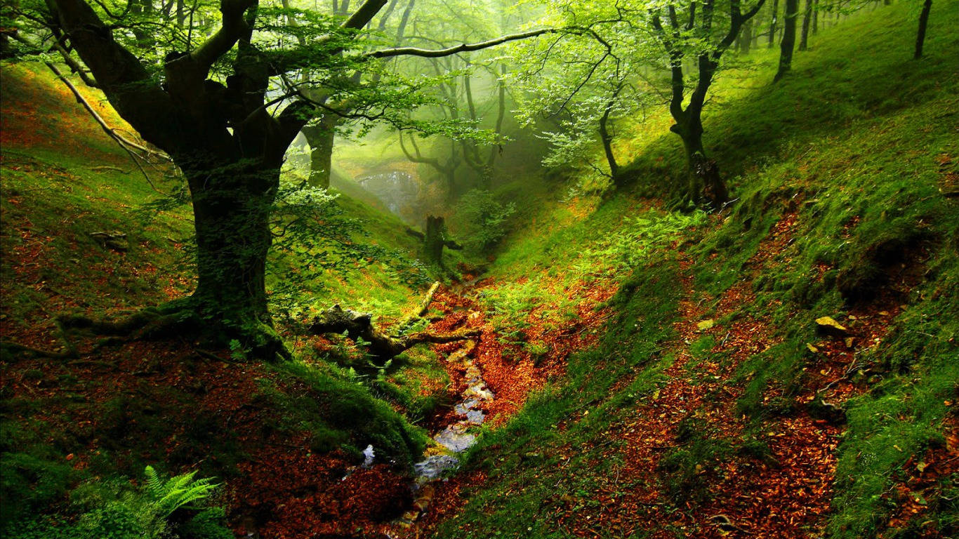 1366X768 Forest Wallpaper and Background