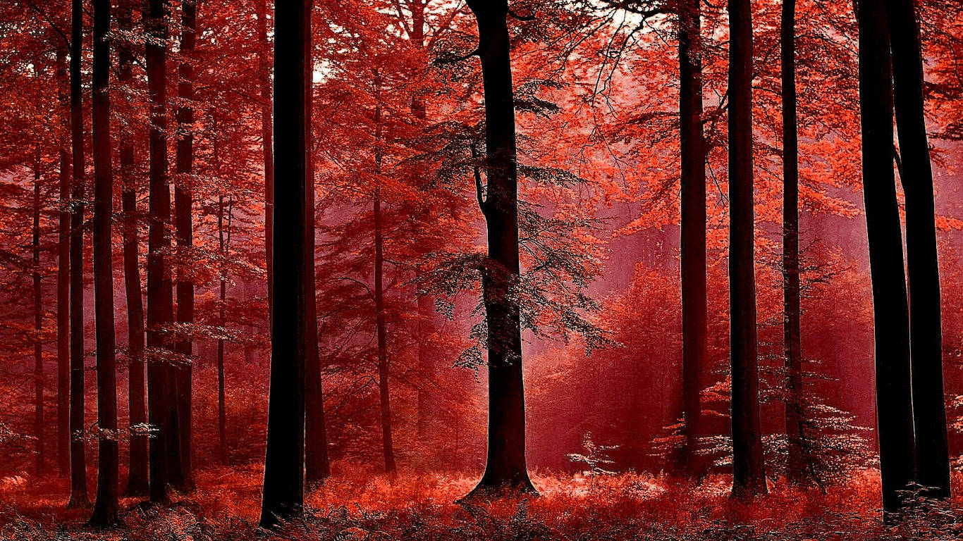 1366X768 Forest Wallpaper and Background