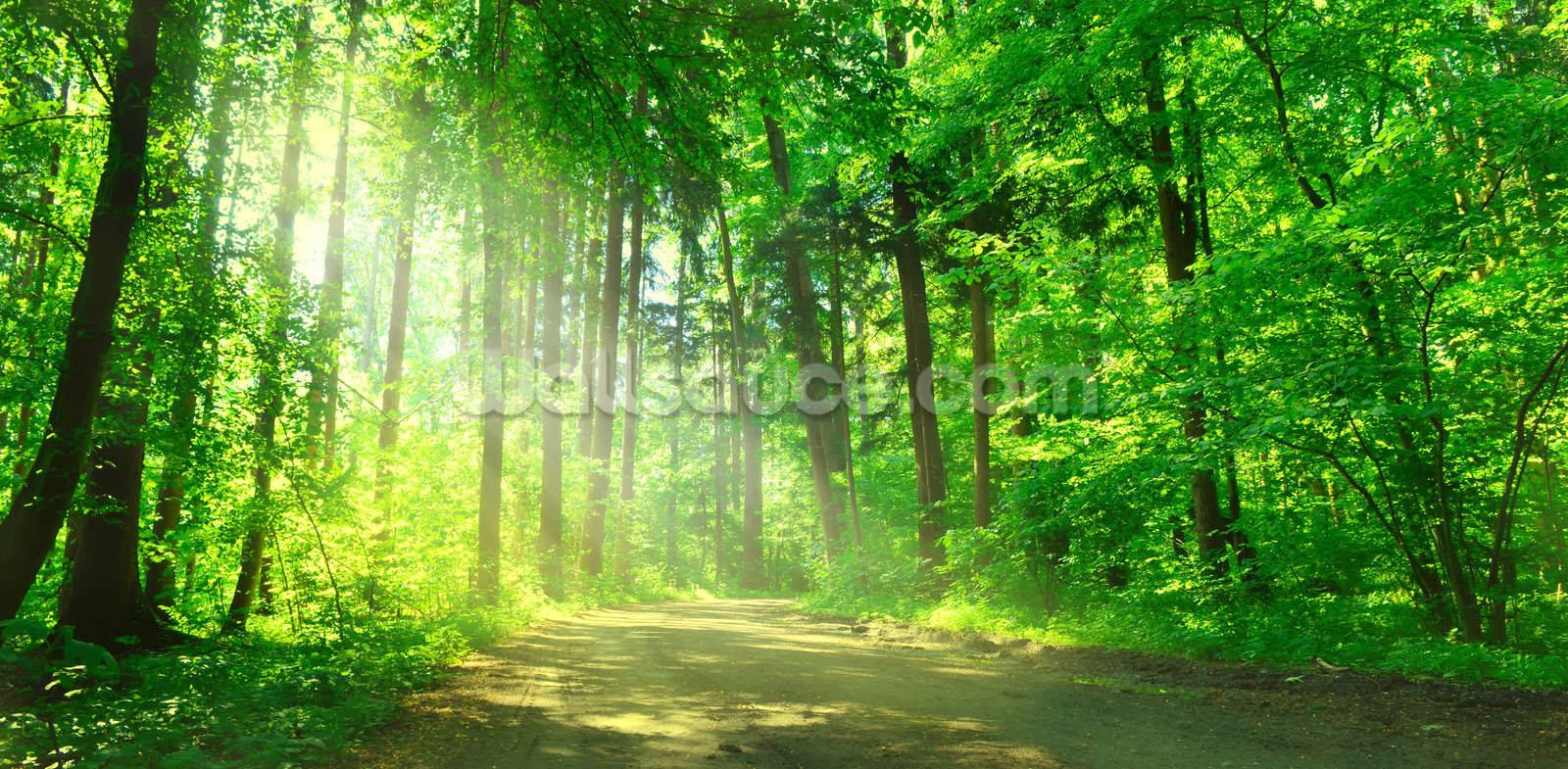 1600X785 Forest Wallpaper and Background