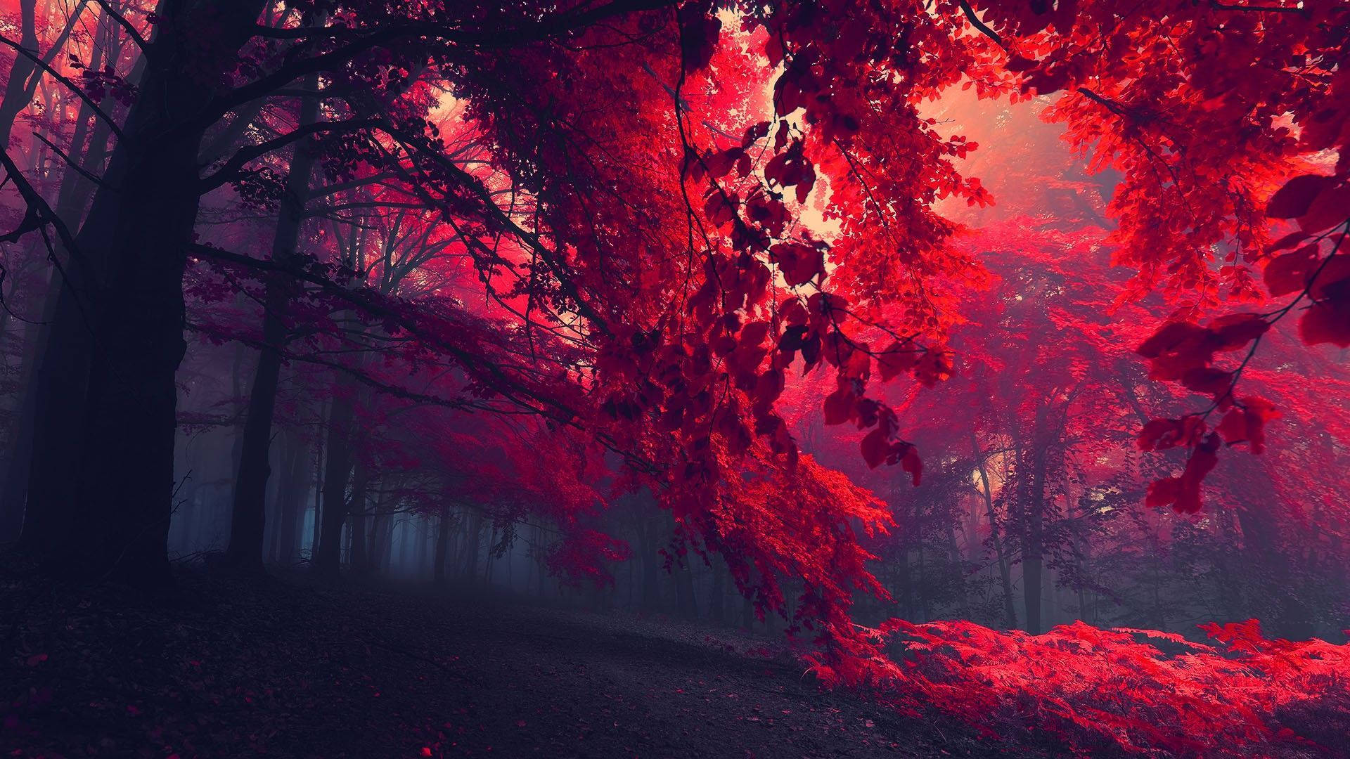 1920X1080 Forest Wallpaper and Background