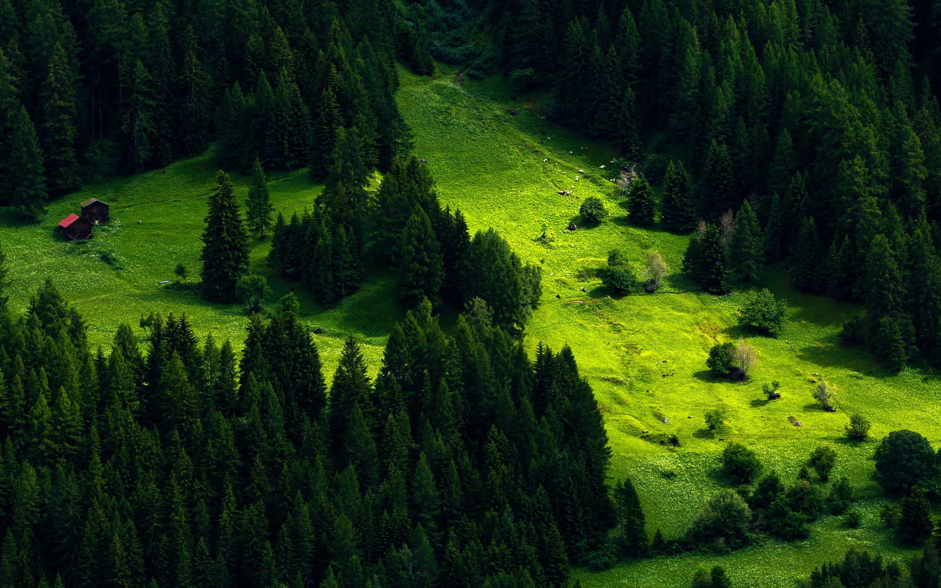 2560X1600 Forest Wallpaper and Background