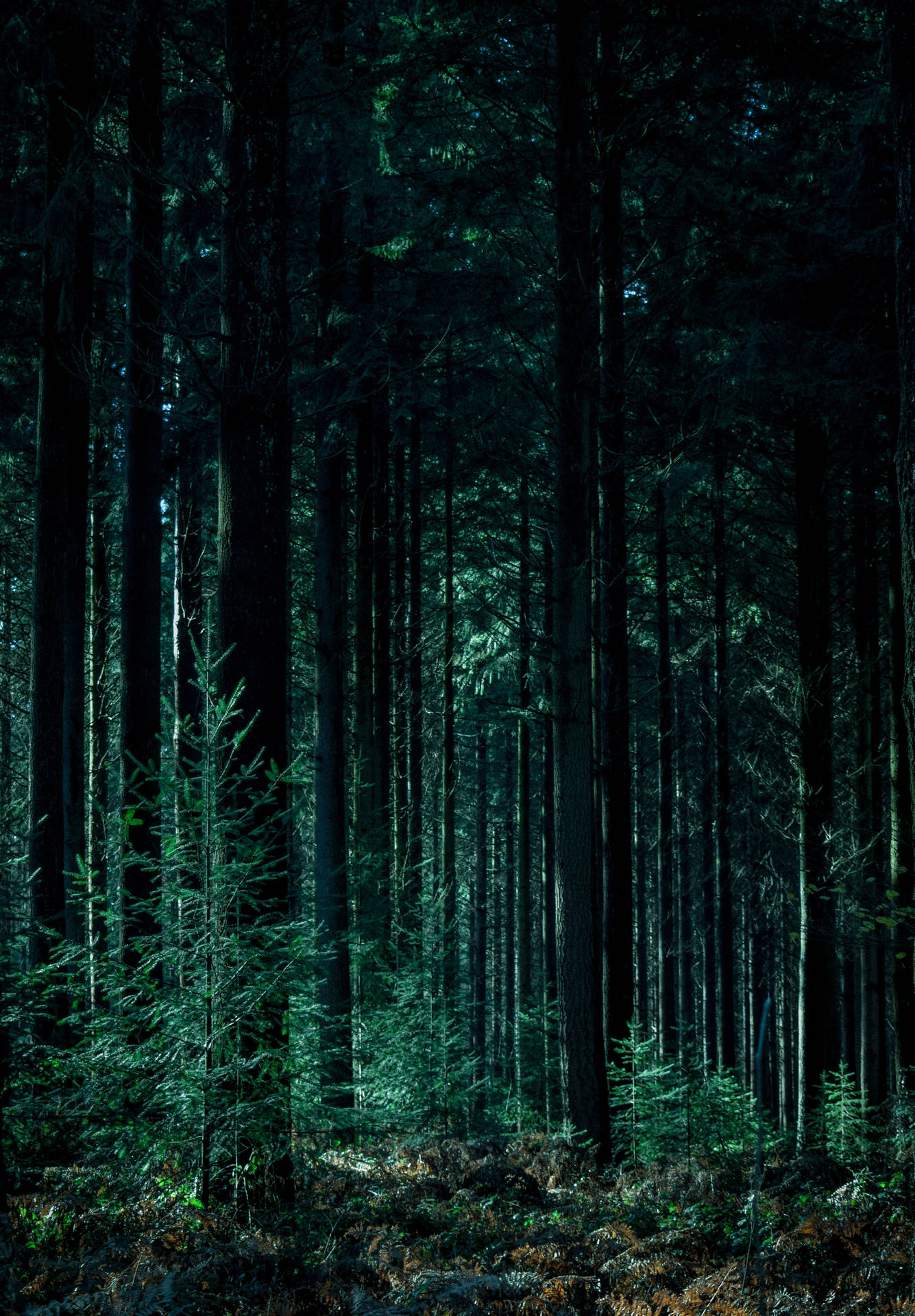 3148X4527 Forest Wallpaper and Background