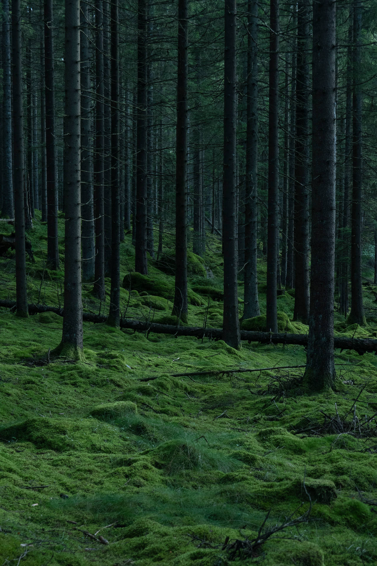 3712X5568 Forest Wallpaper and Background