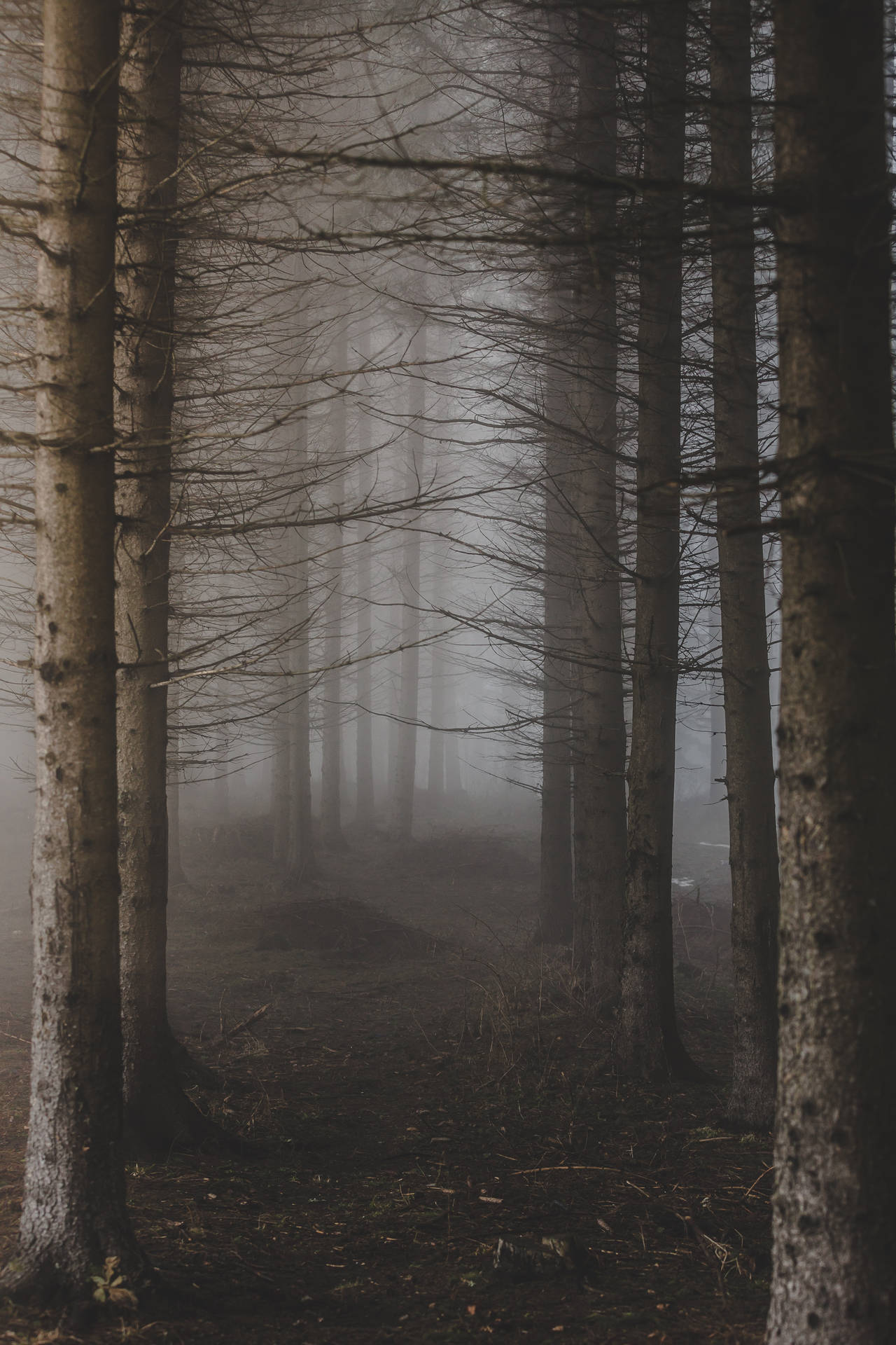3840X5760 Forest Wallpaper and Background