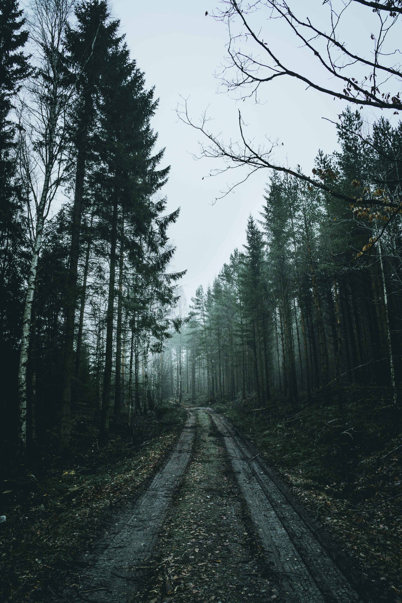 4000X6000 Forest Wallpaper and Background