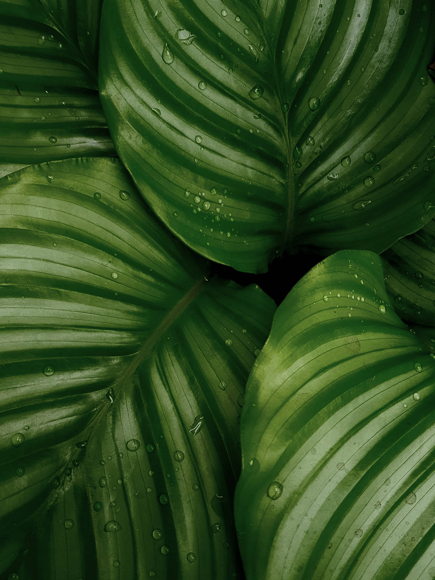 2536X3382 Green Aesthetic Wallpaper and Background