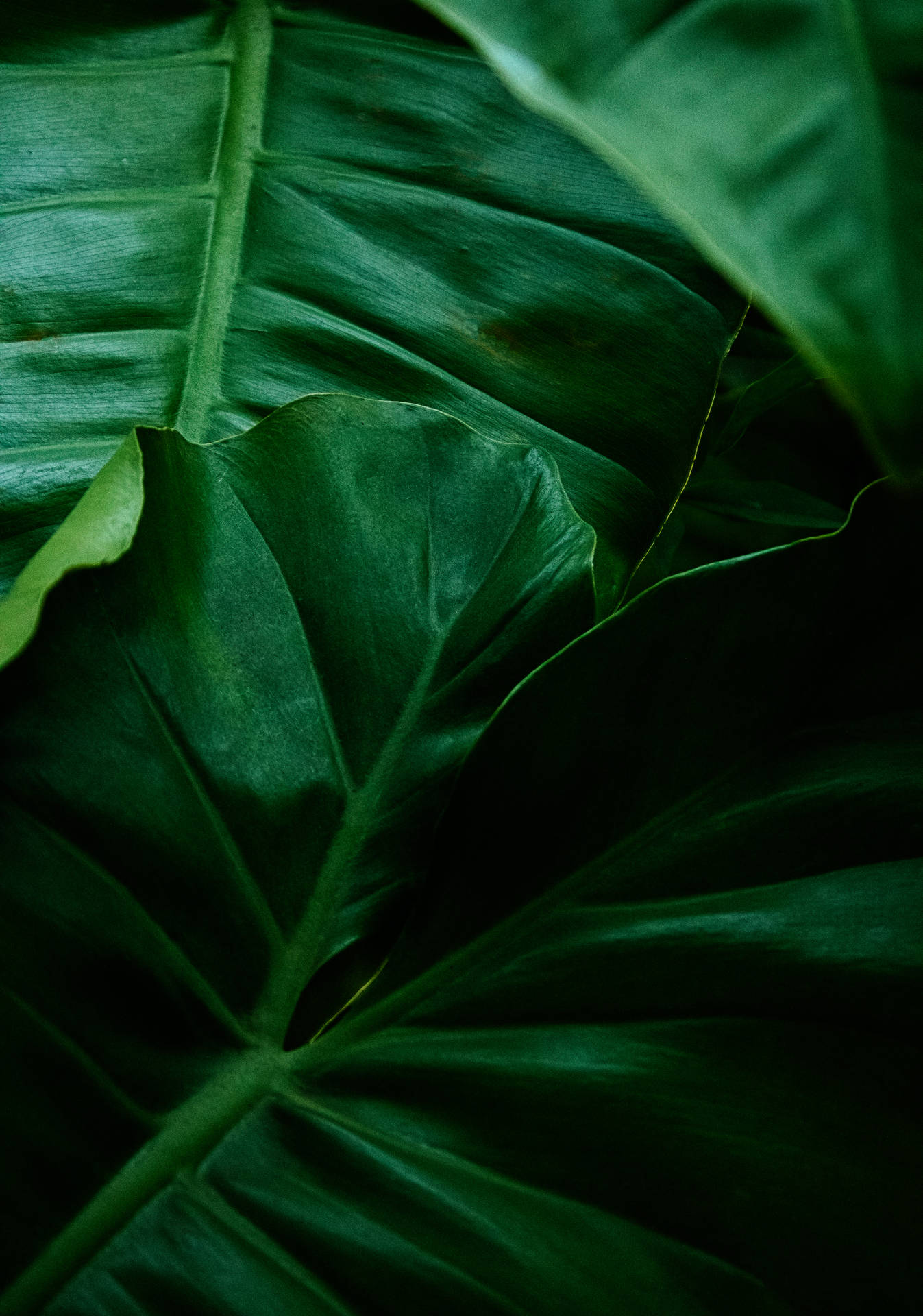 4000X5703 Green Aesthetic Wallpaper and Background