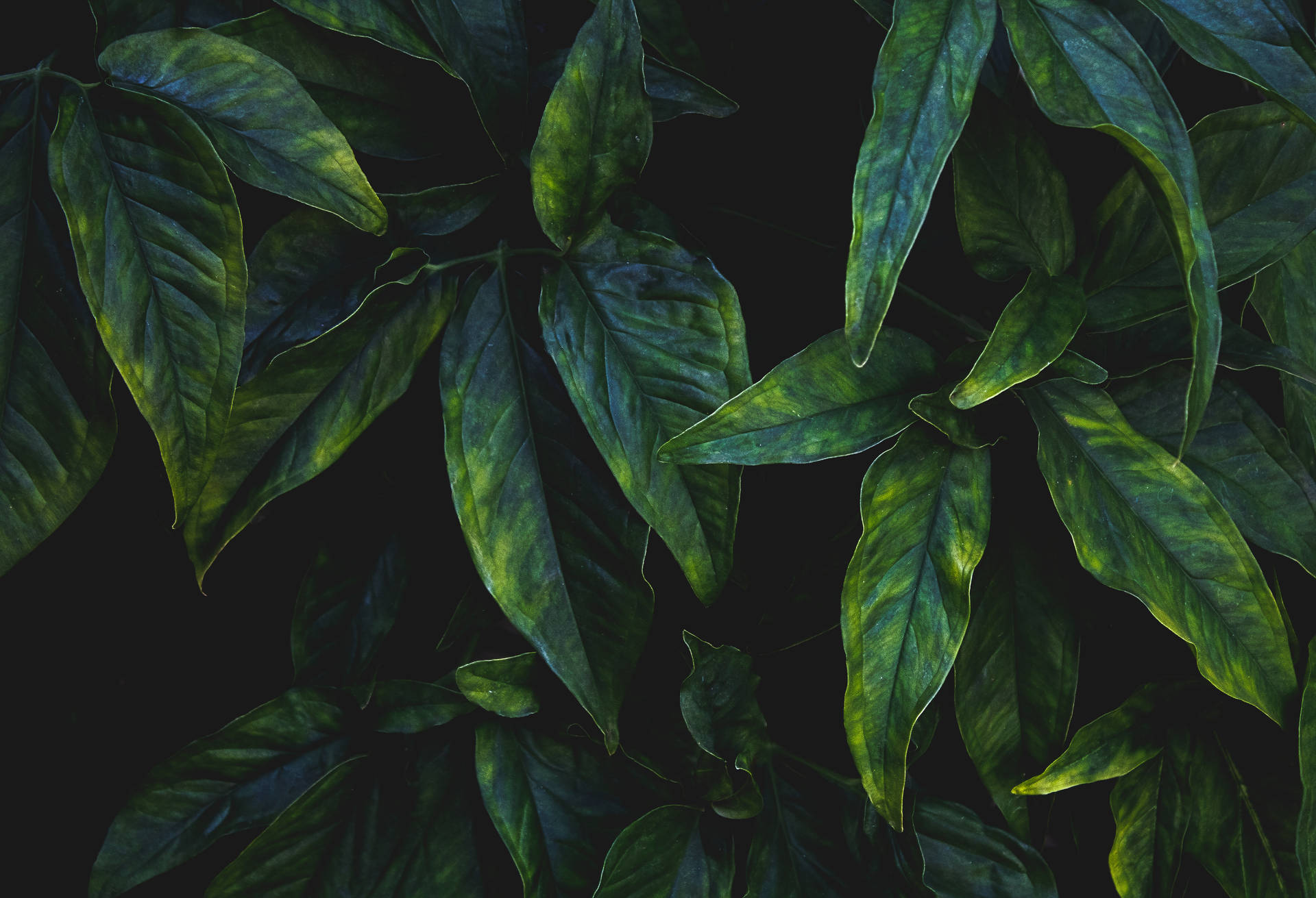 5856X4000 Green Aesthetic Wallpaper and Background