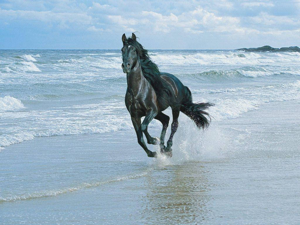 1024X768 Horse Wallpaper and Background