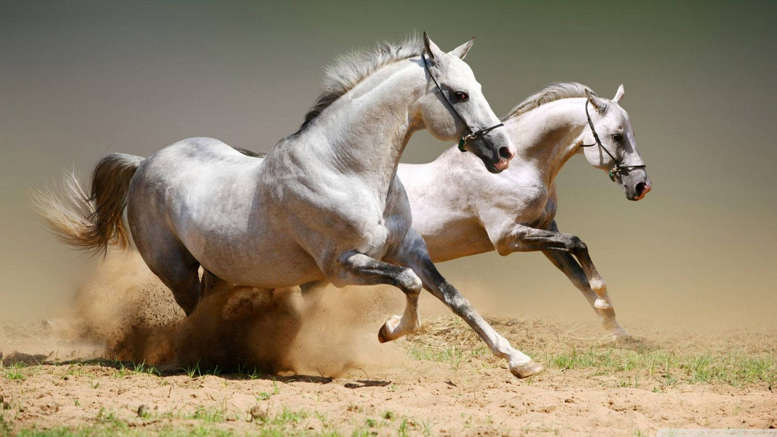 1600X900 Horse Wallpaper and Background