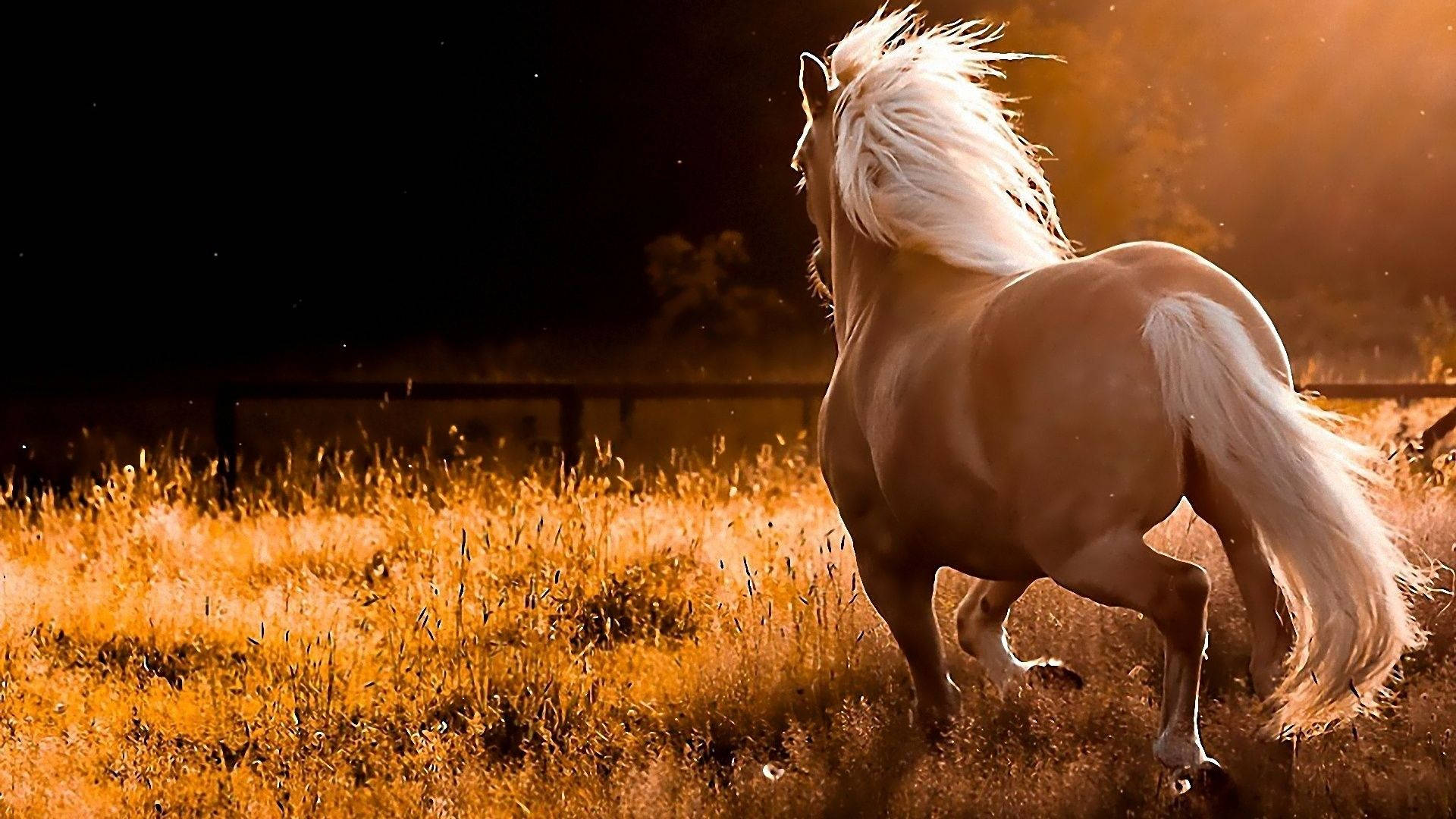 1920X1080 Horse Wallpaper and Background