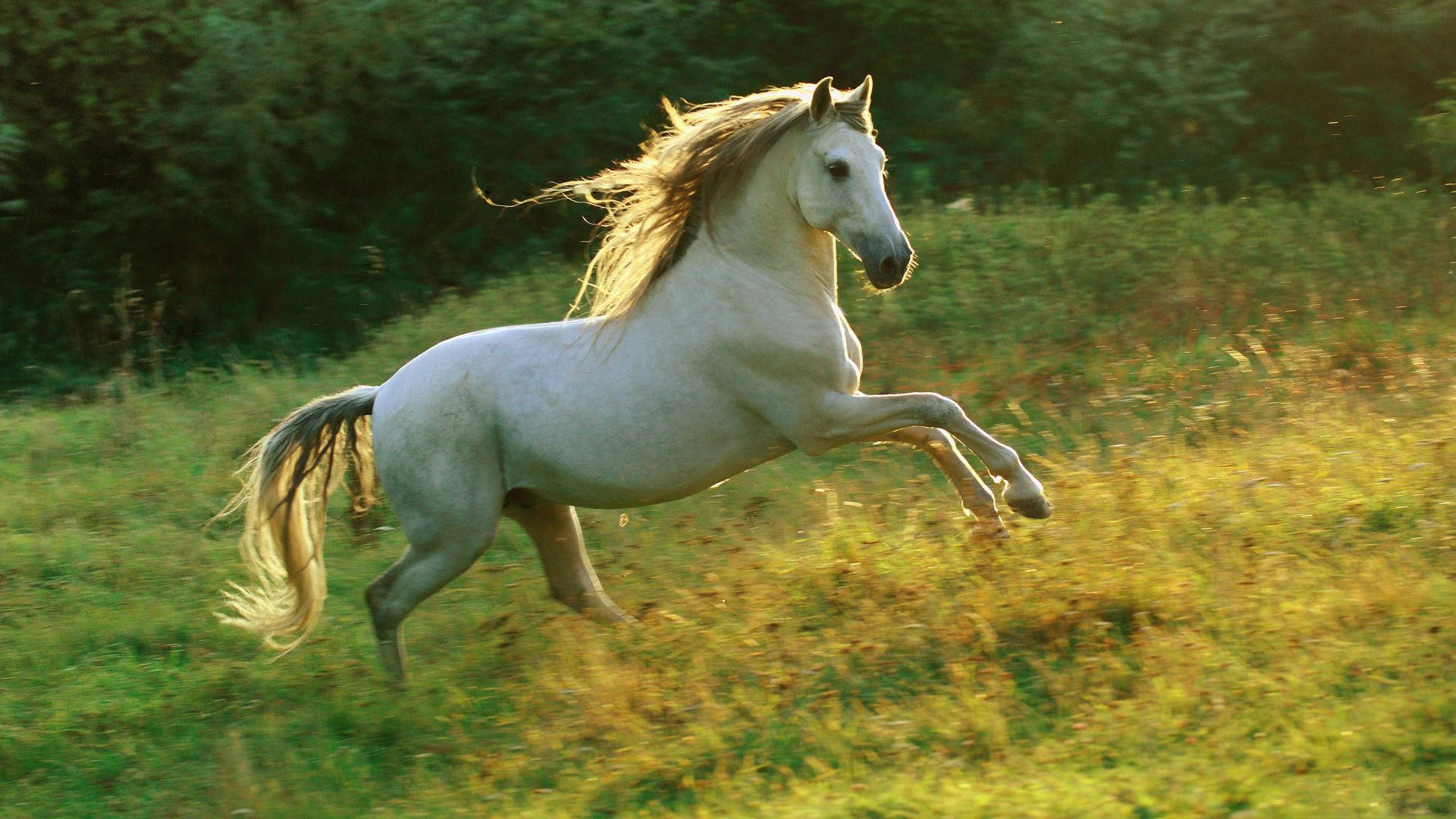 1920X1080 Horse Wallpaper and Background