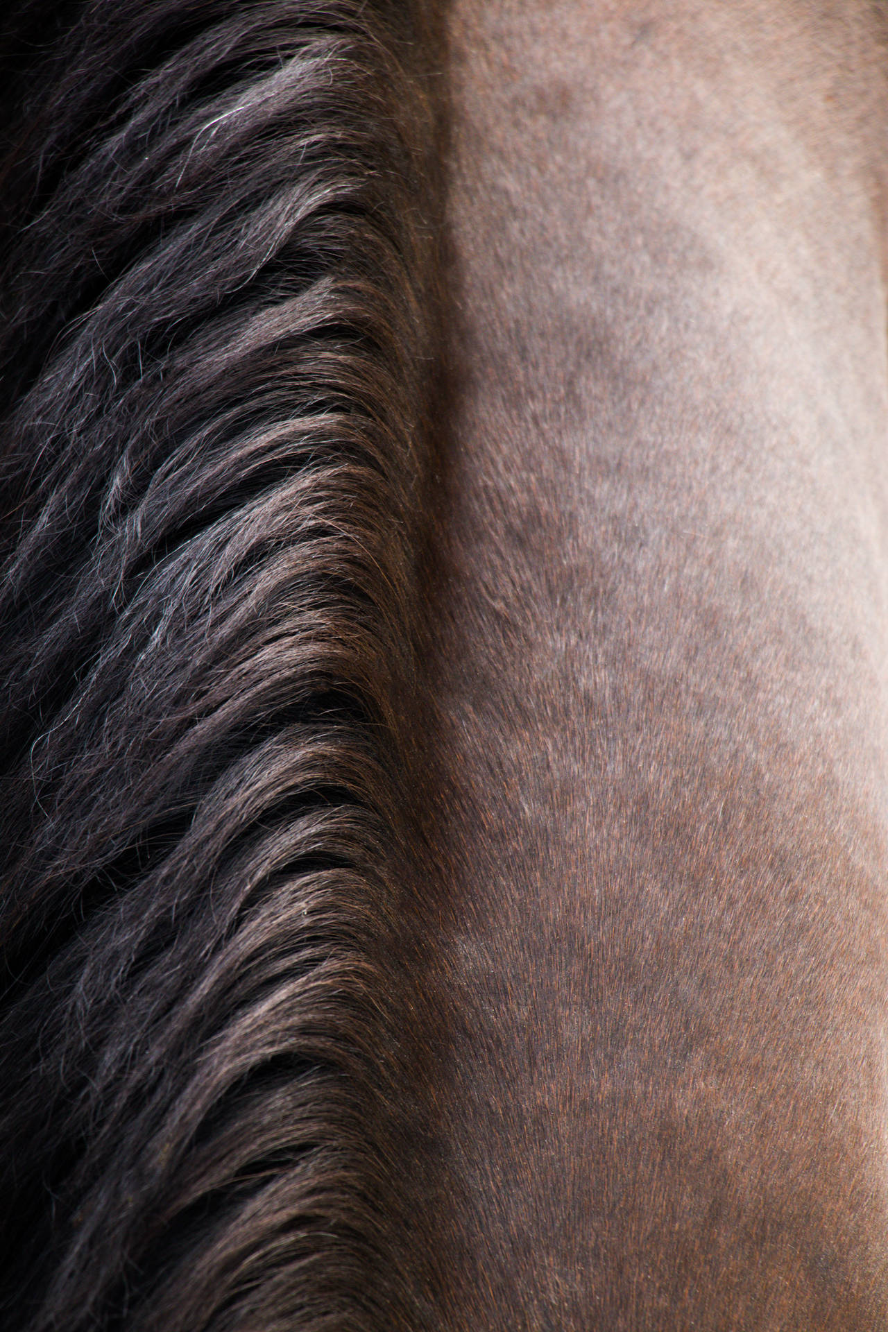 2500X3750 Horse Wallpaper and Background