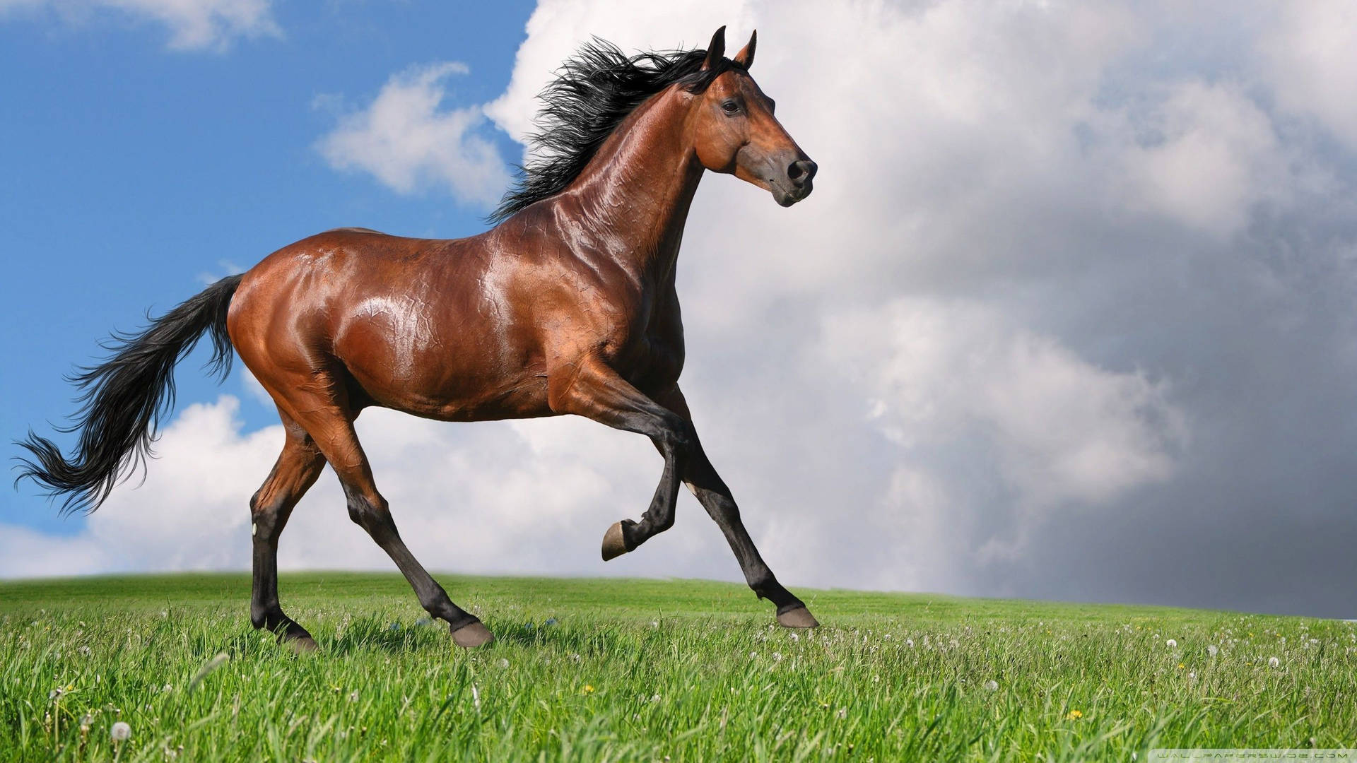 2560X1440 Horse Wallpaper and Background