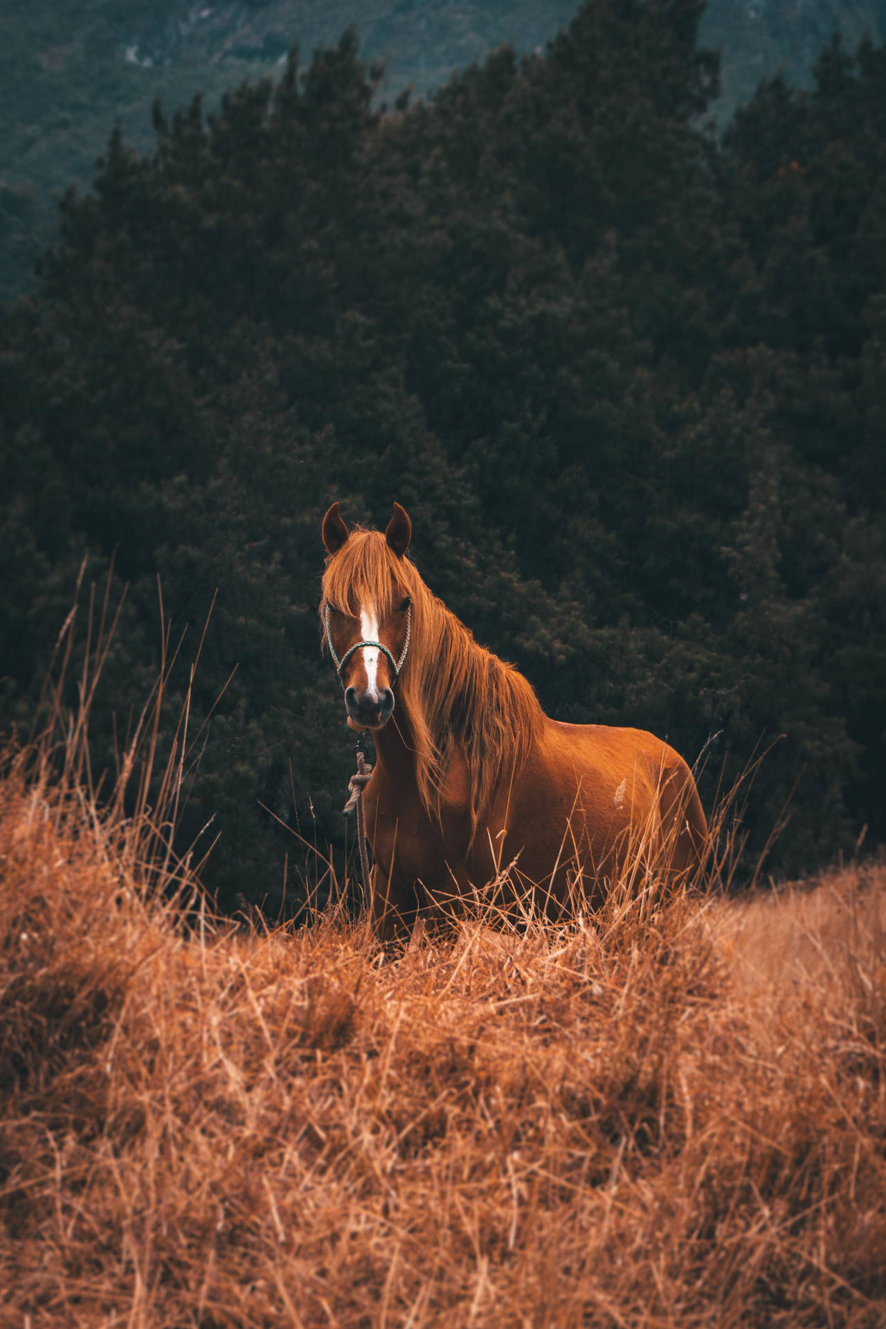 2613X3919 Horse Wallpaper and Background