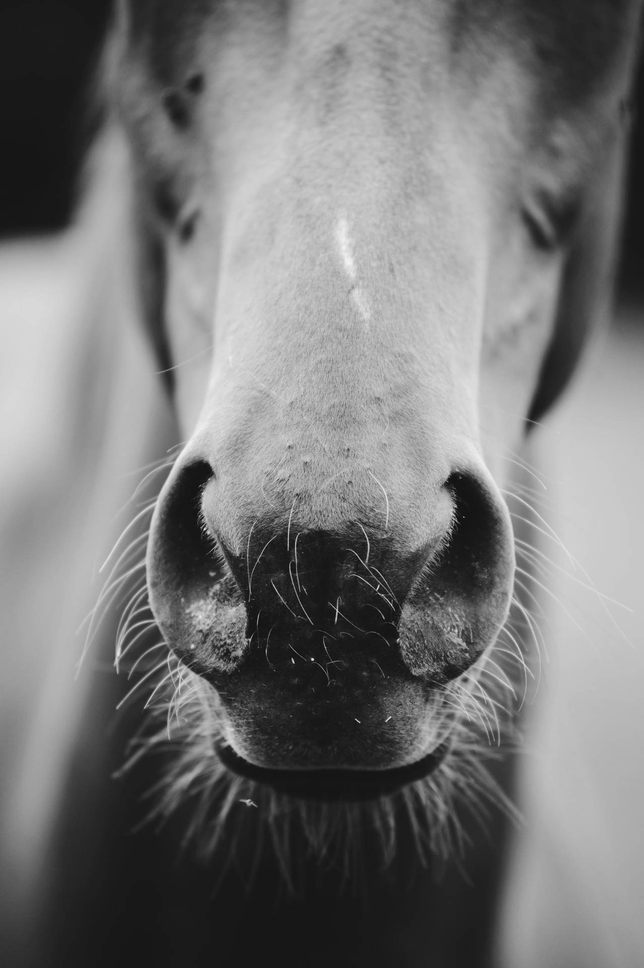 2832X4256 Horse Wallpaper and Background