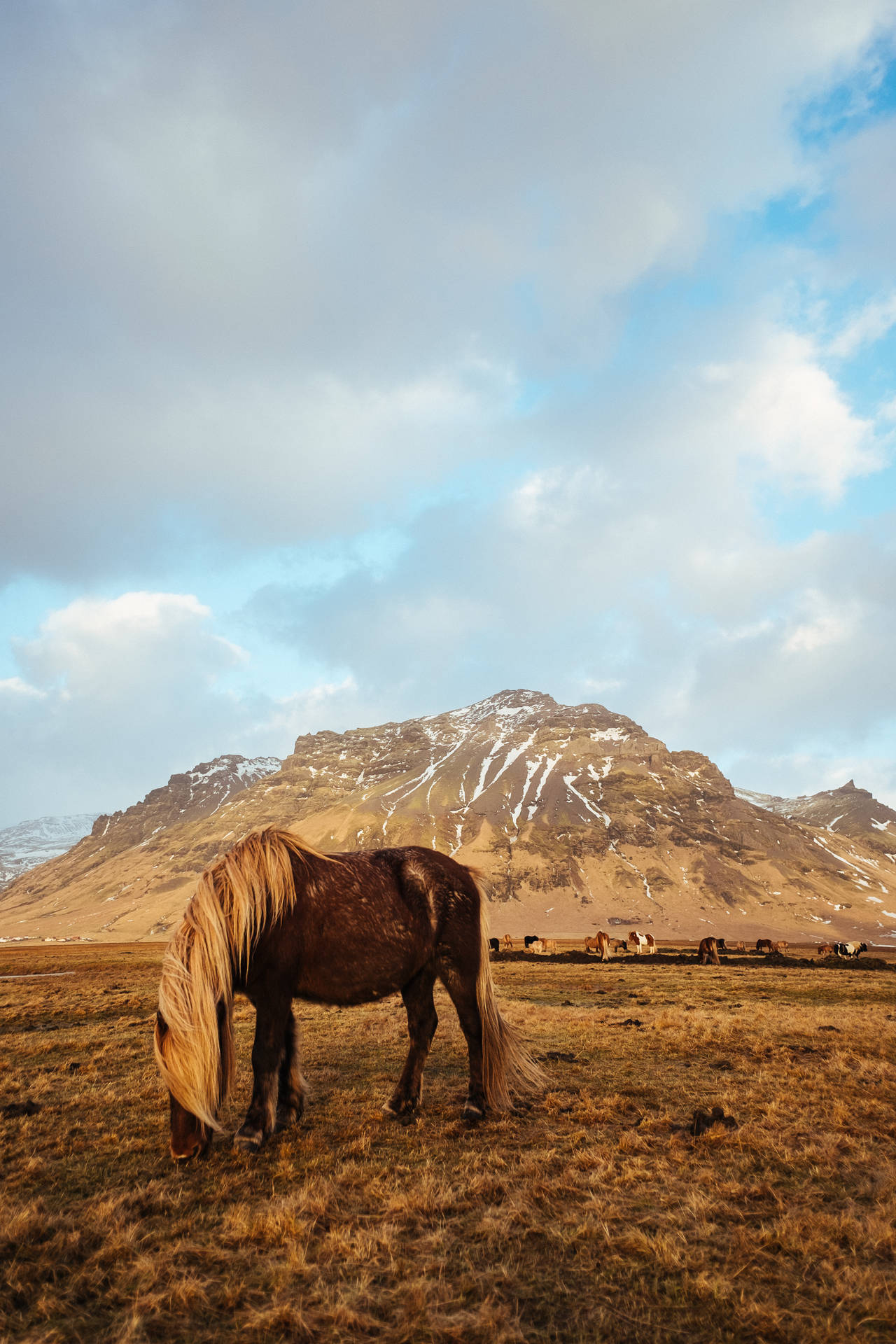 3264X4896 Horse Wallpaper and Background