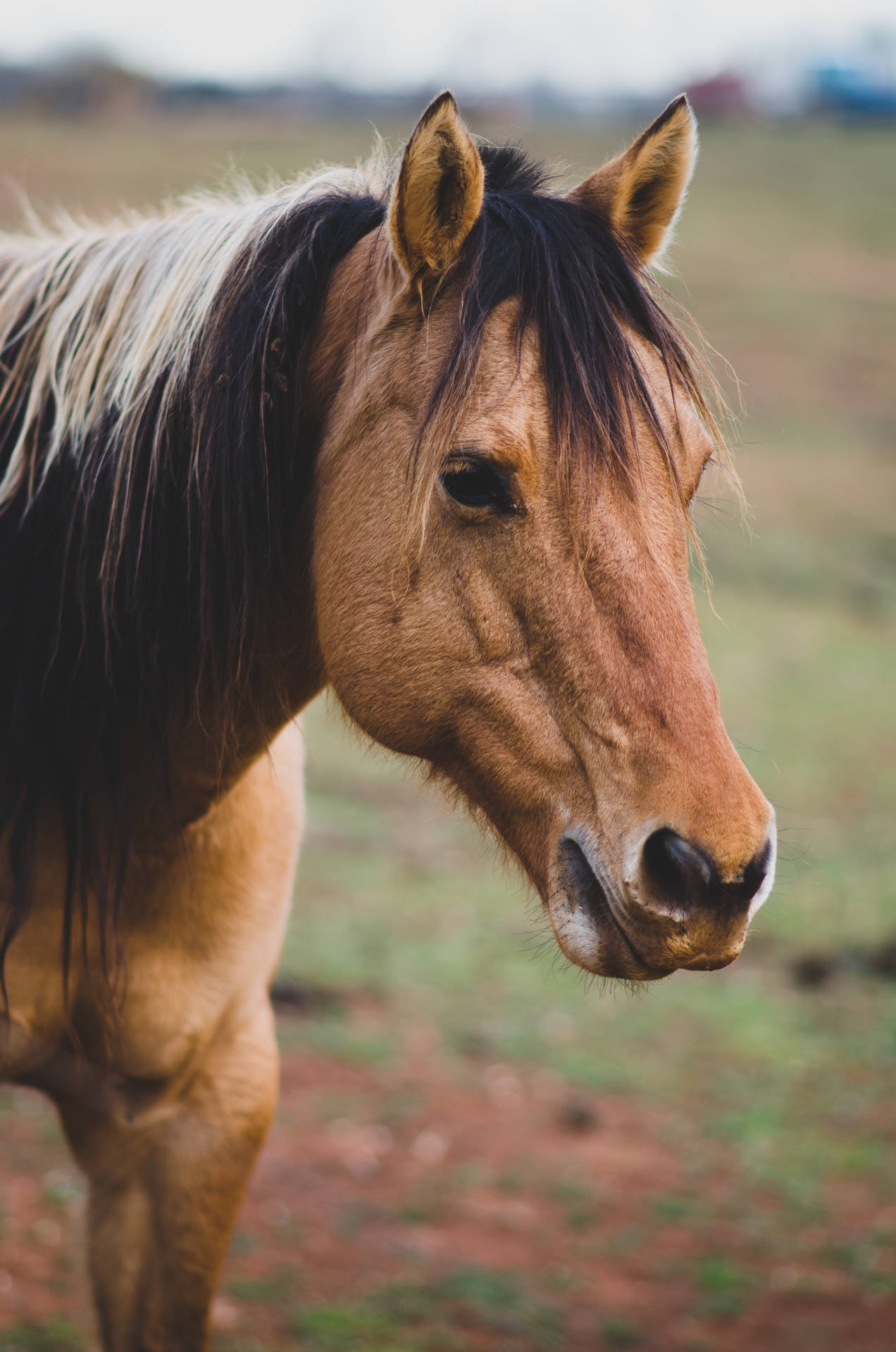 3264X4928 Horse Wallpaper and Background