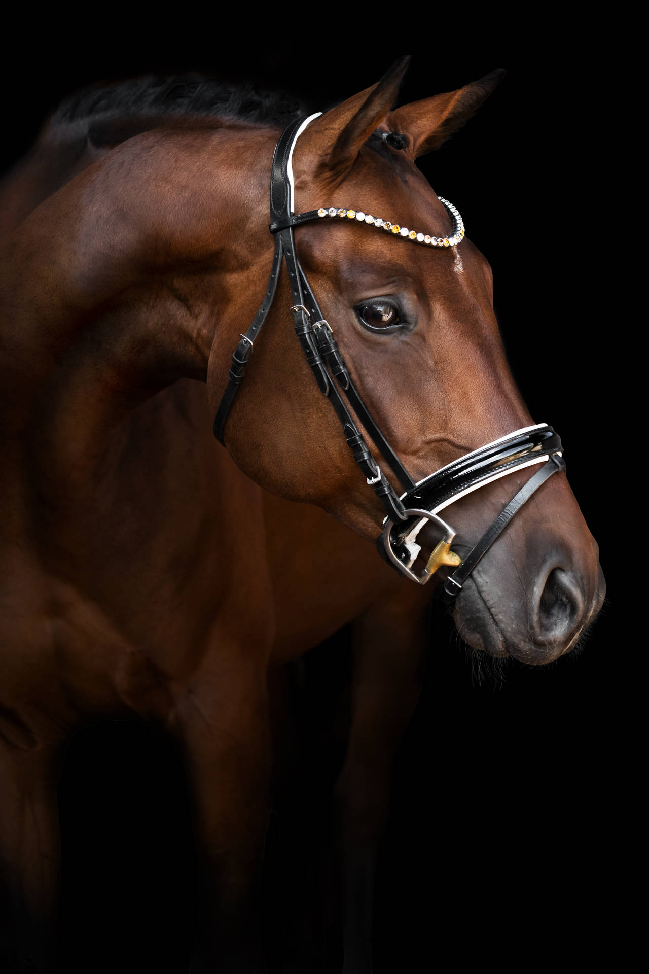 3331X4996 Horse Wallpaper and Background