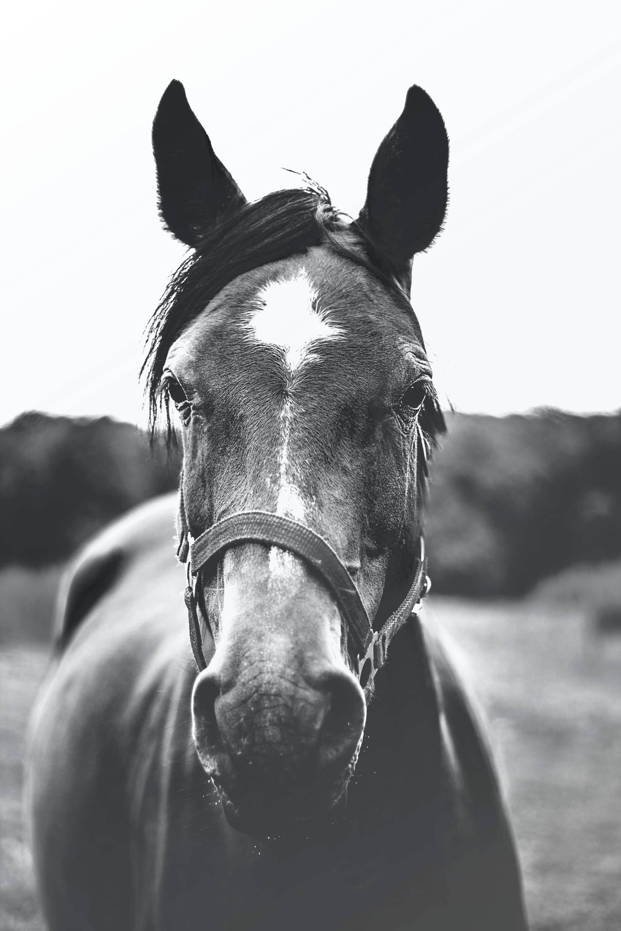 3456X5184 Horse Wallpaper and Background
