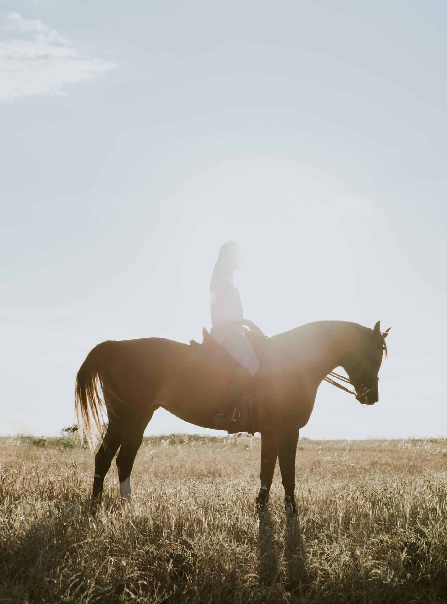 3747X5064 Horse Wallpaper and Background