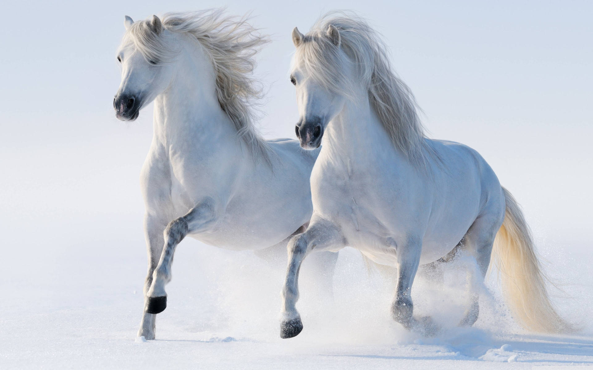 3840X2400 Horse Wallpaper and Background
